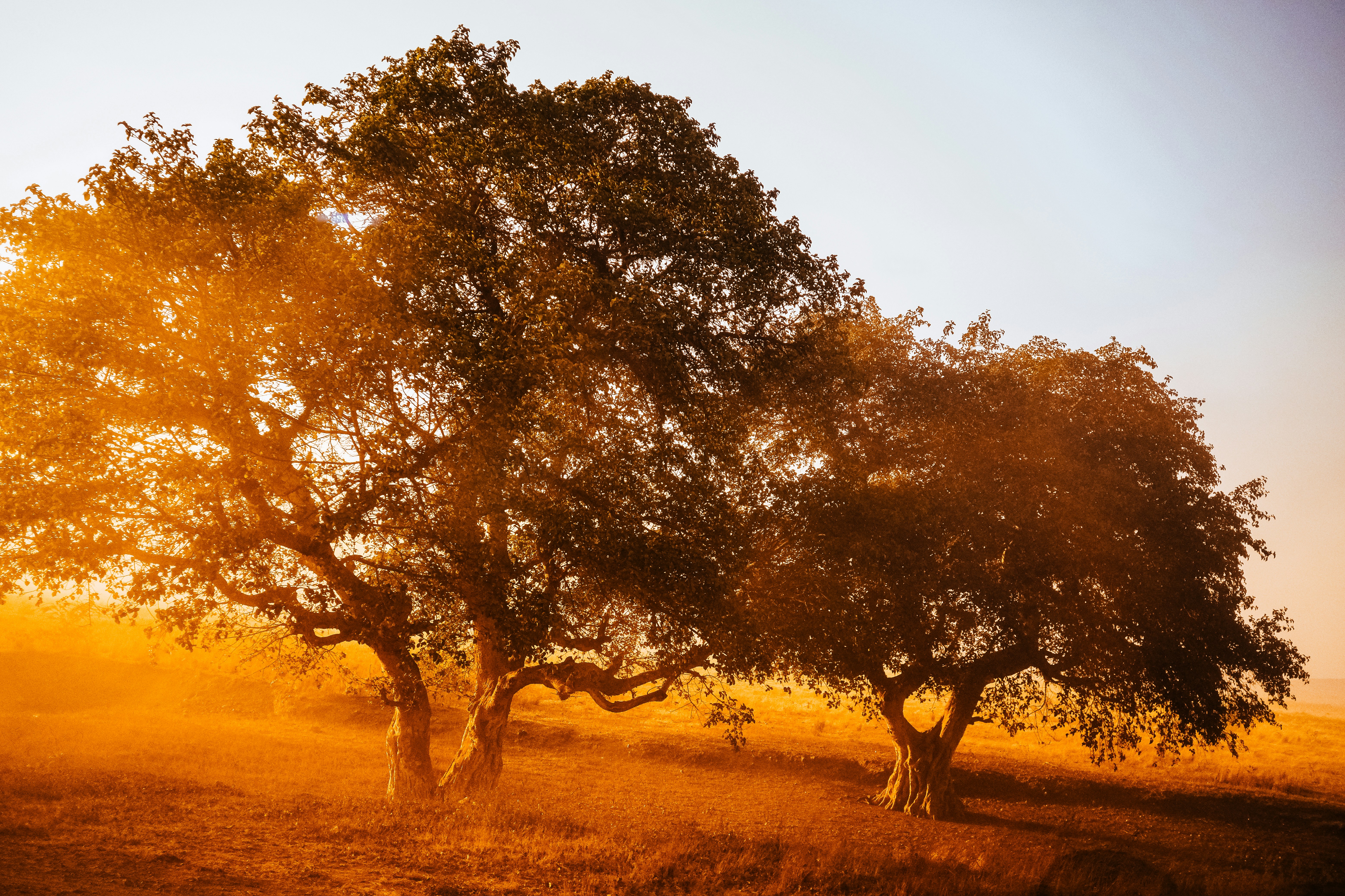 Zwei große Bäume auf einem Feld bei Sonnenuntergang