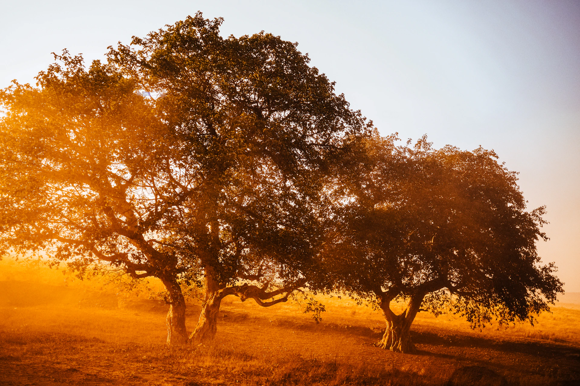 Two large trees in a field at sunset