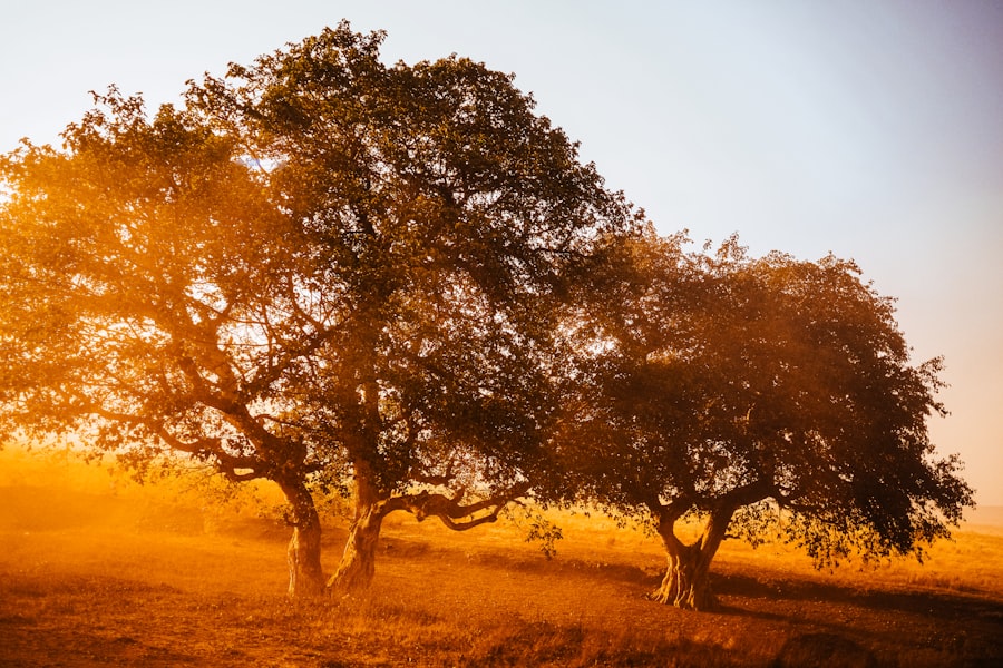 Two large trees in a field at sunset