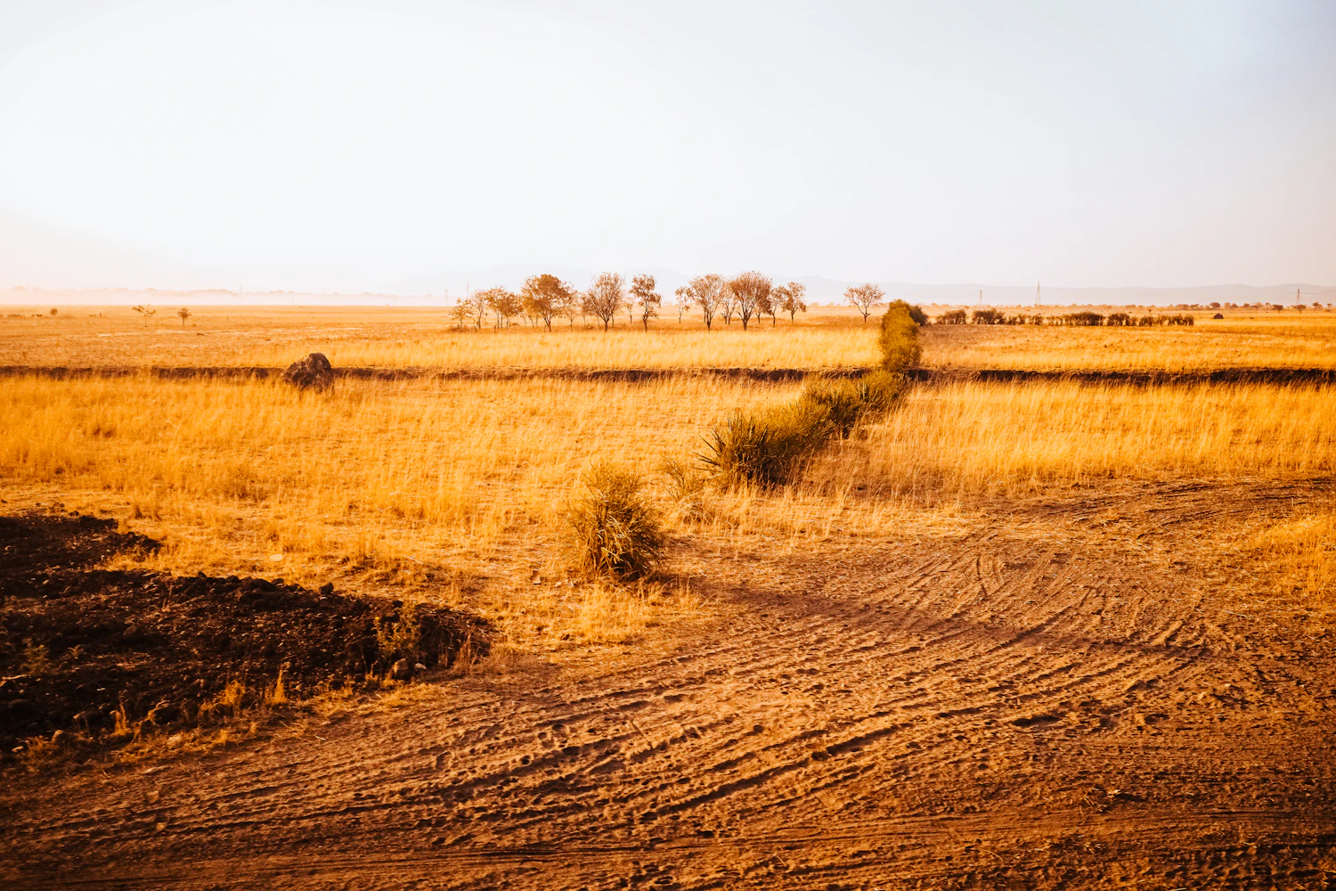 In the dry season the savanna turns gold and dusty, a reminder that the month shapes a trip's pictures as much as the place does.
