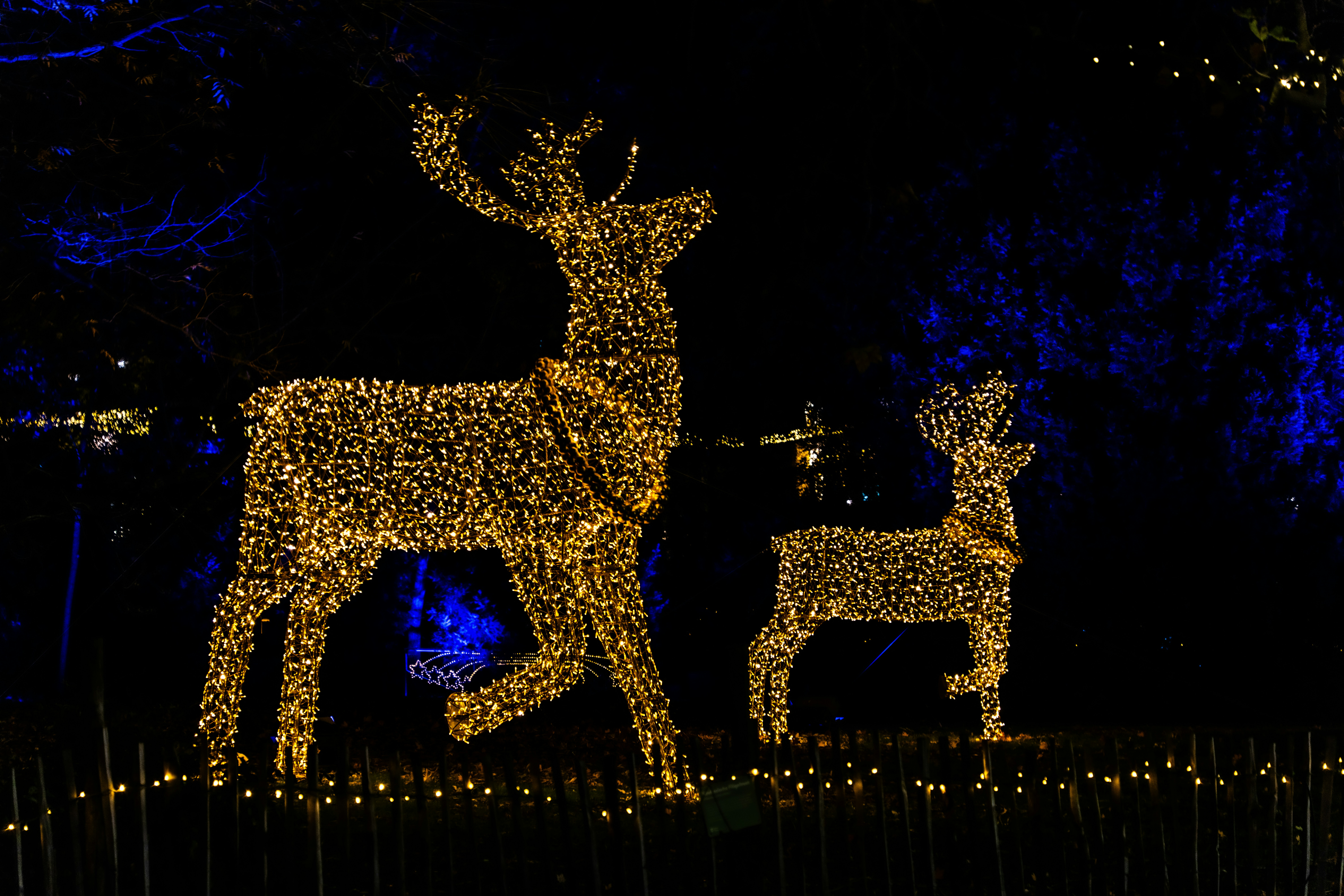 Two illuminated reindeer figures at night