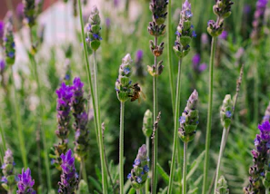 A bee pollinates lavender flowers in a garden.