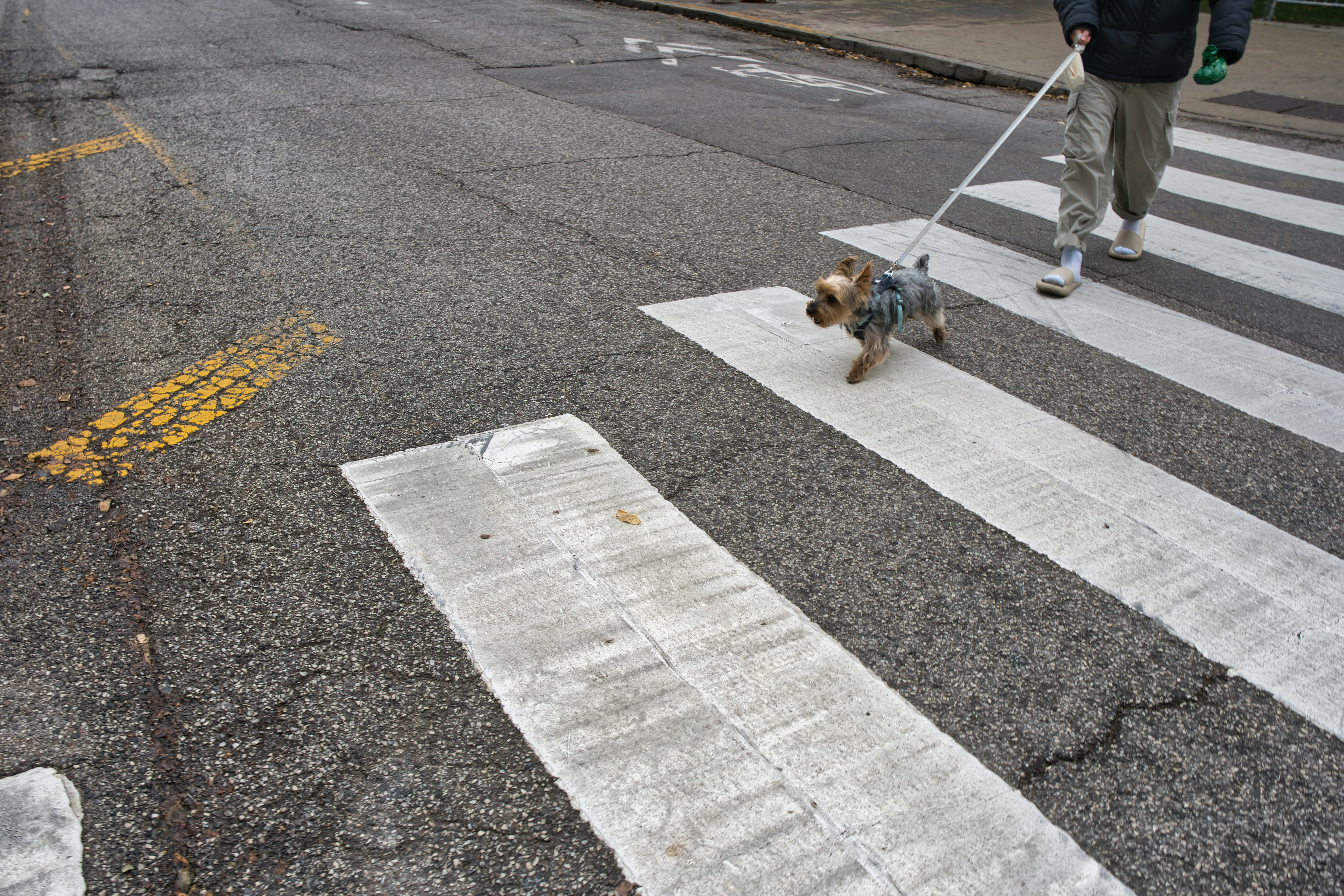Person walking a small dog on a leash across crosswalk.