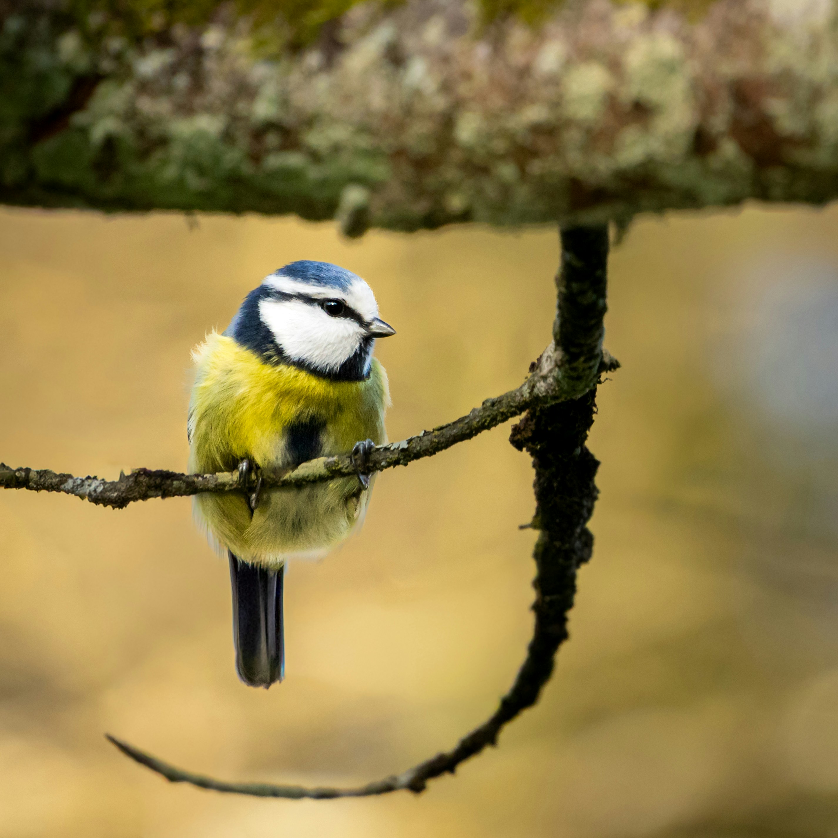 A blue tit bird perched on a branch.