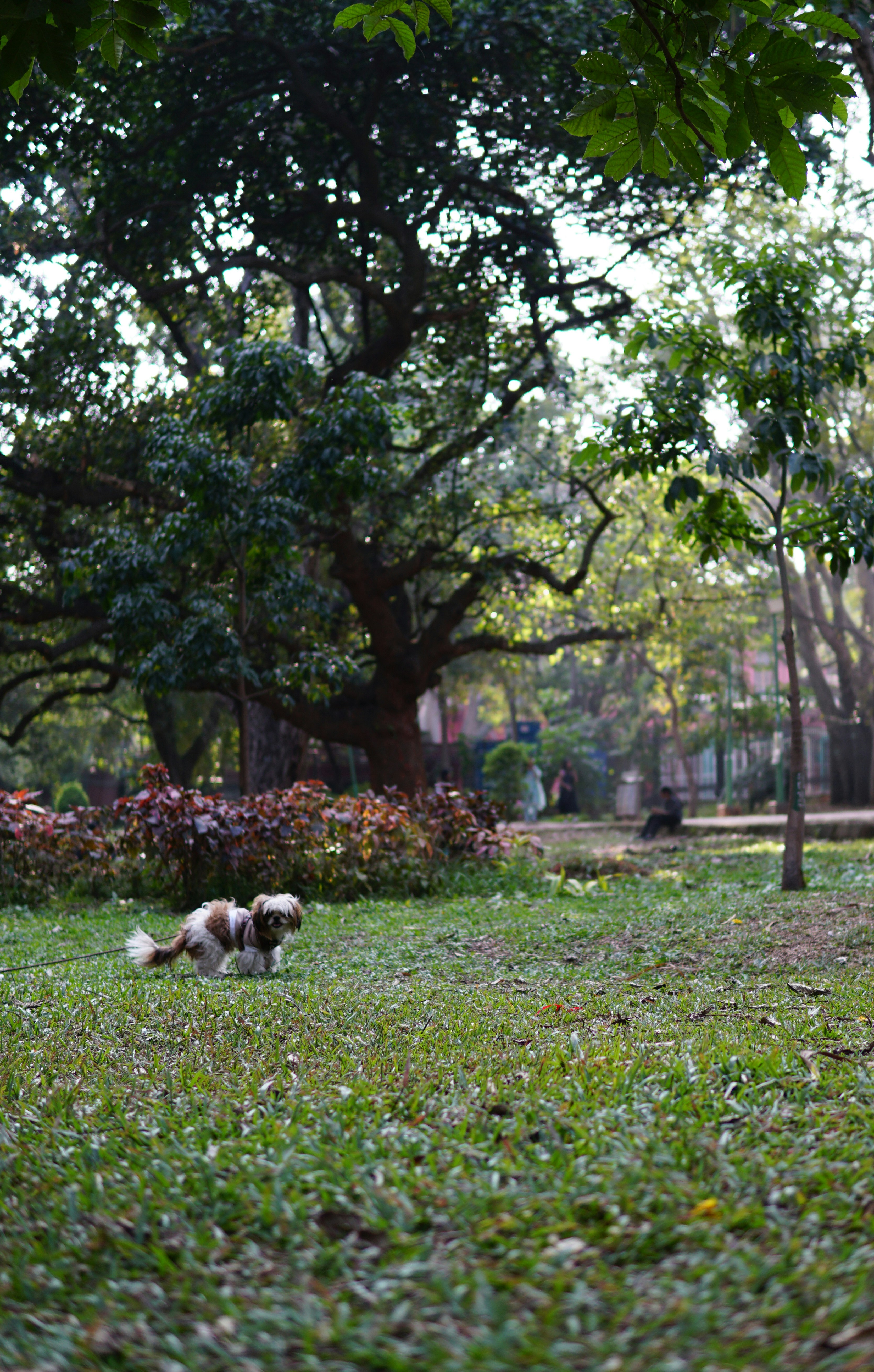 A small dog plays in a grassy park with trees.