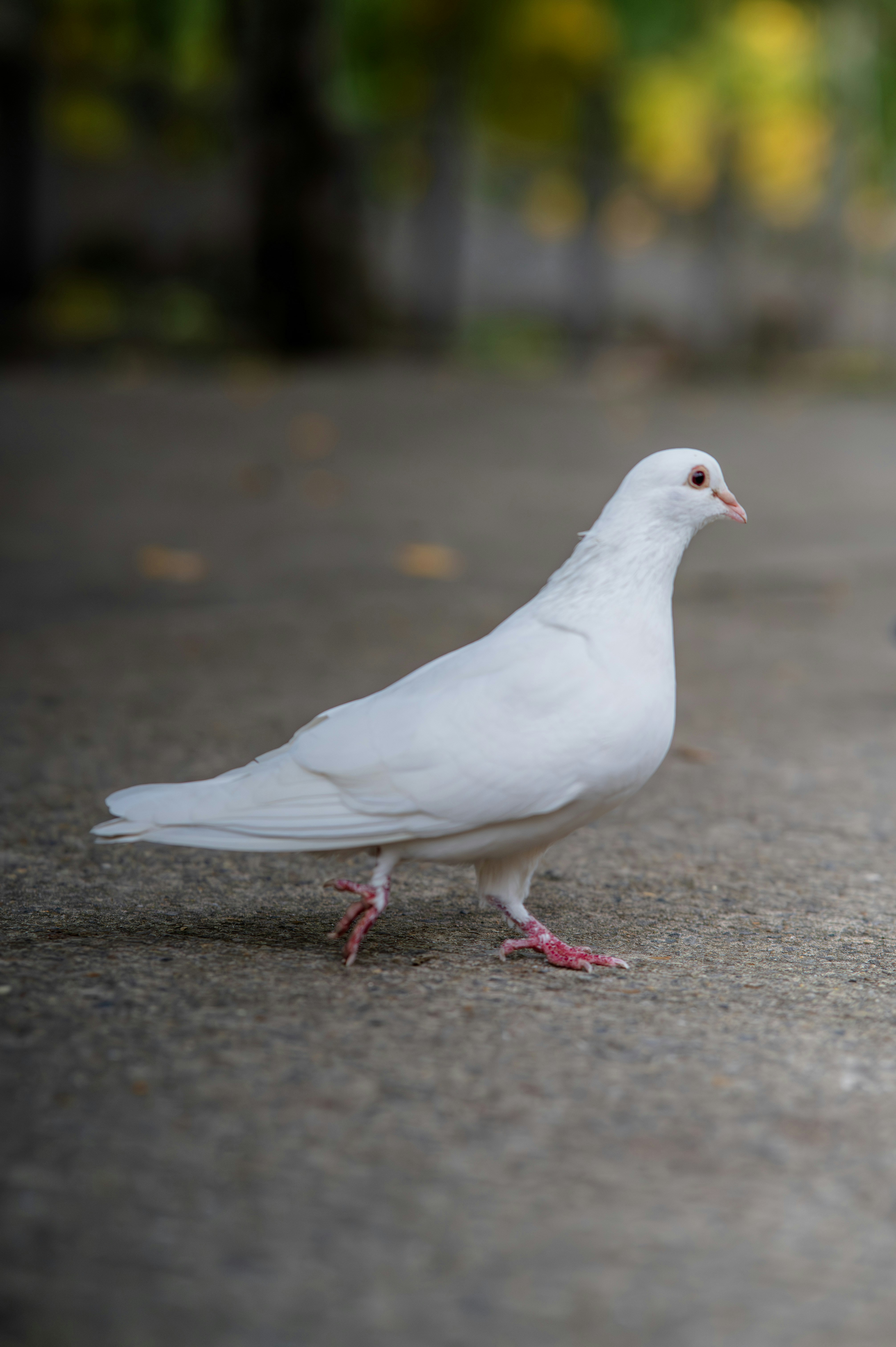 Photo by excellentcx