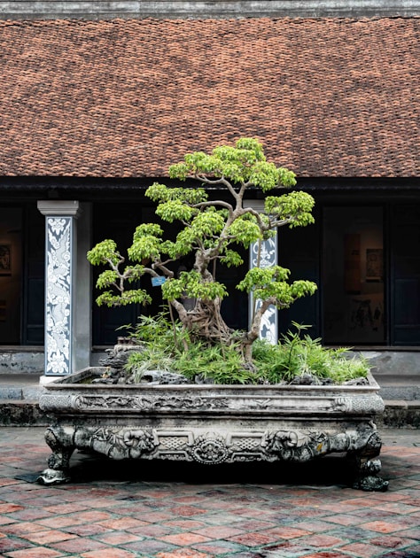 Bonsai fuer anfaenger der perfekte erste baum und seine pflege — helpful reference illustration