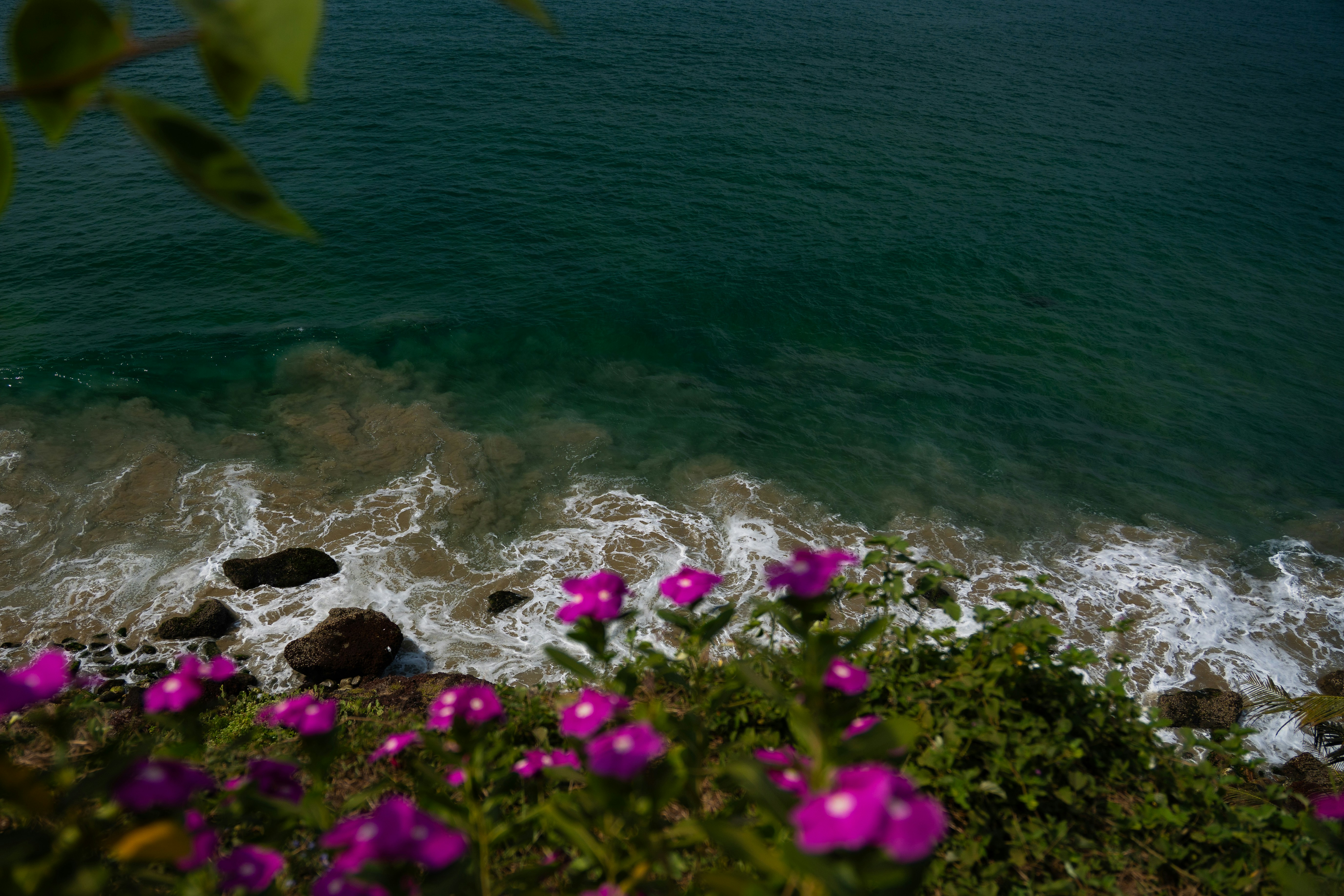 Purple flowers overlook ocean waves crashing on rocks.