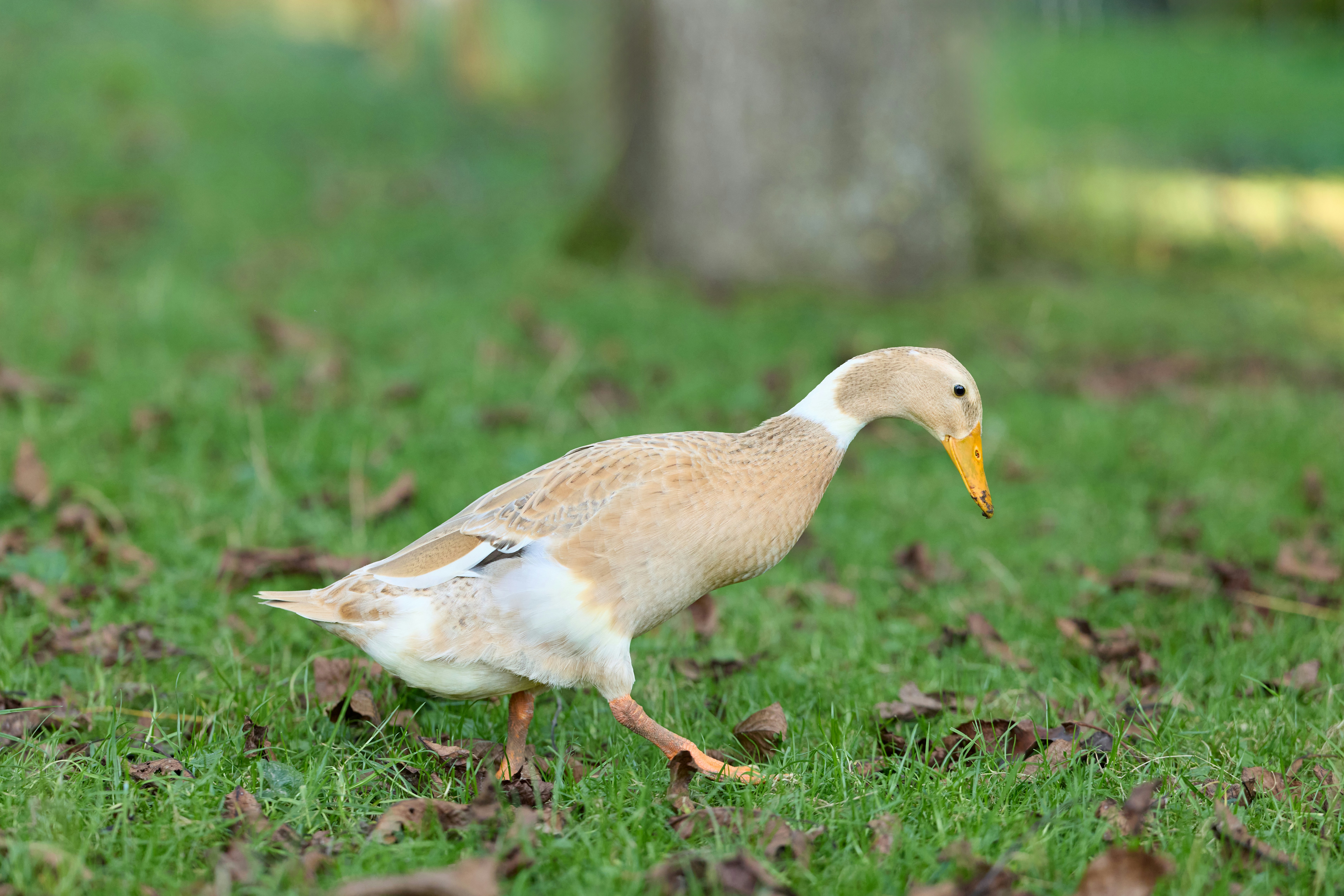 Photo by erwinbosman