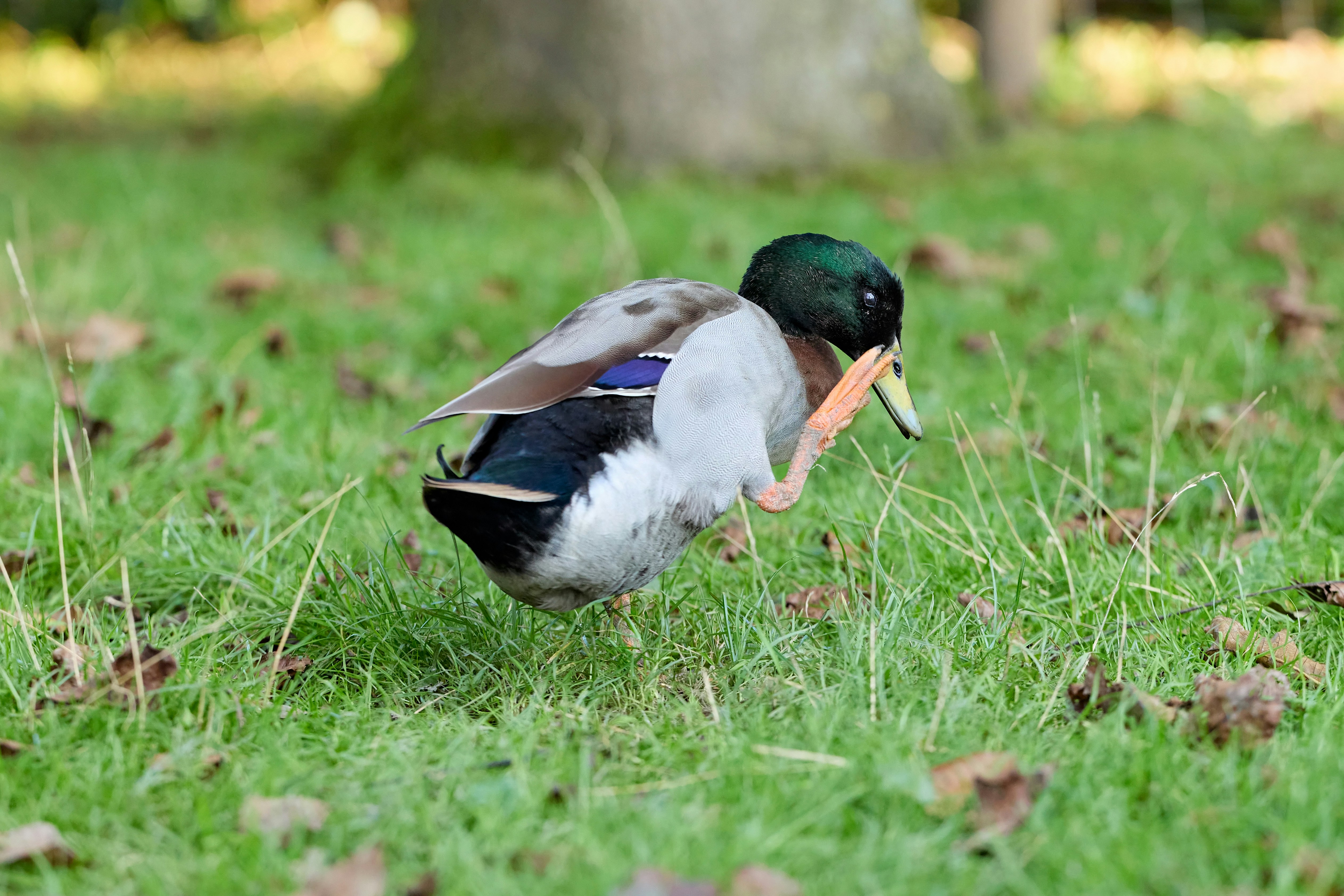 Photo by erwinbosman