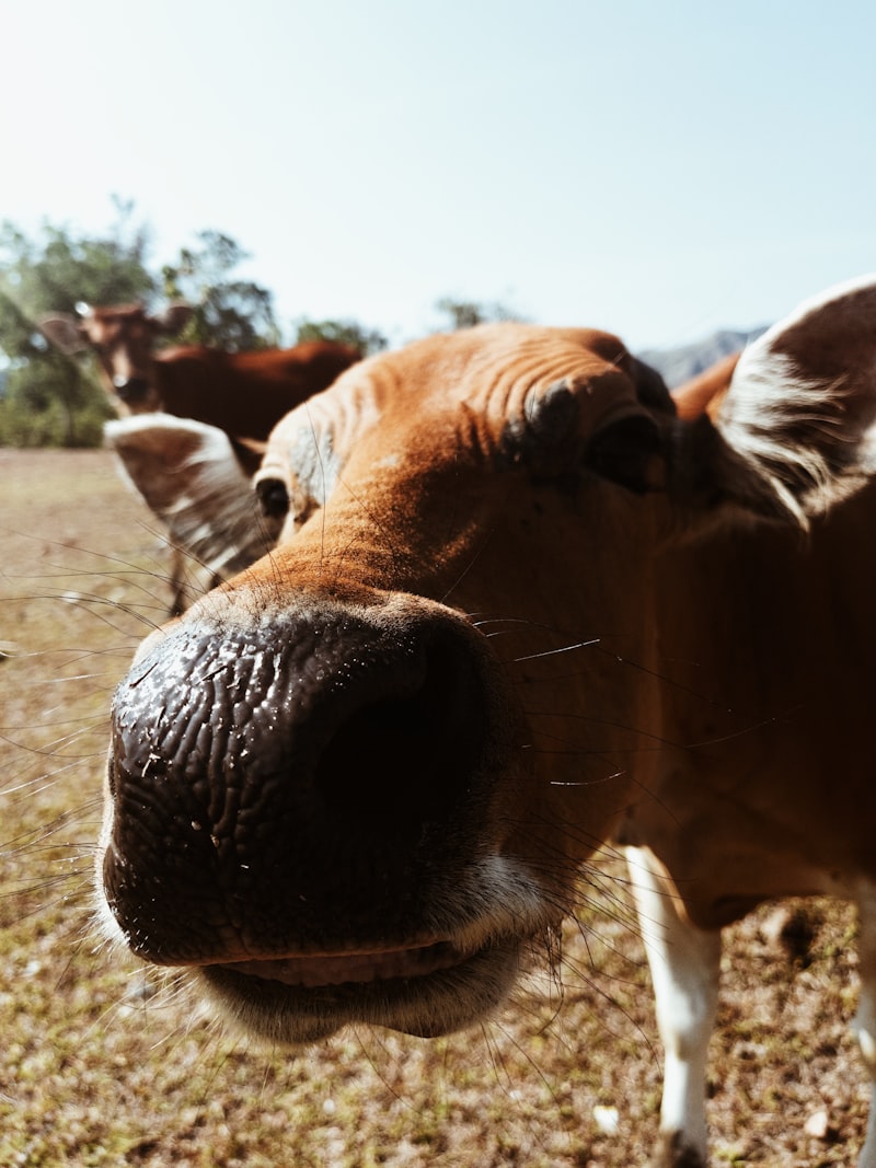 Daging sapi