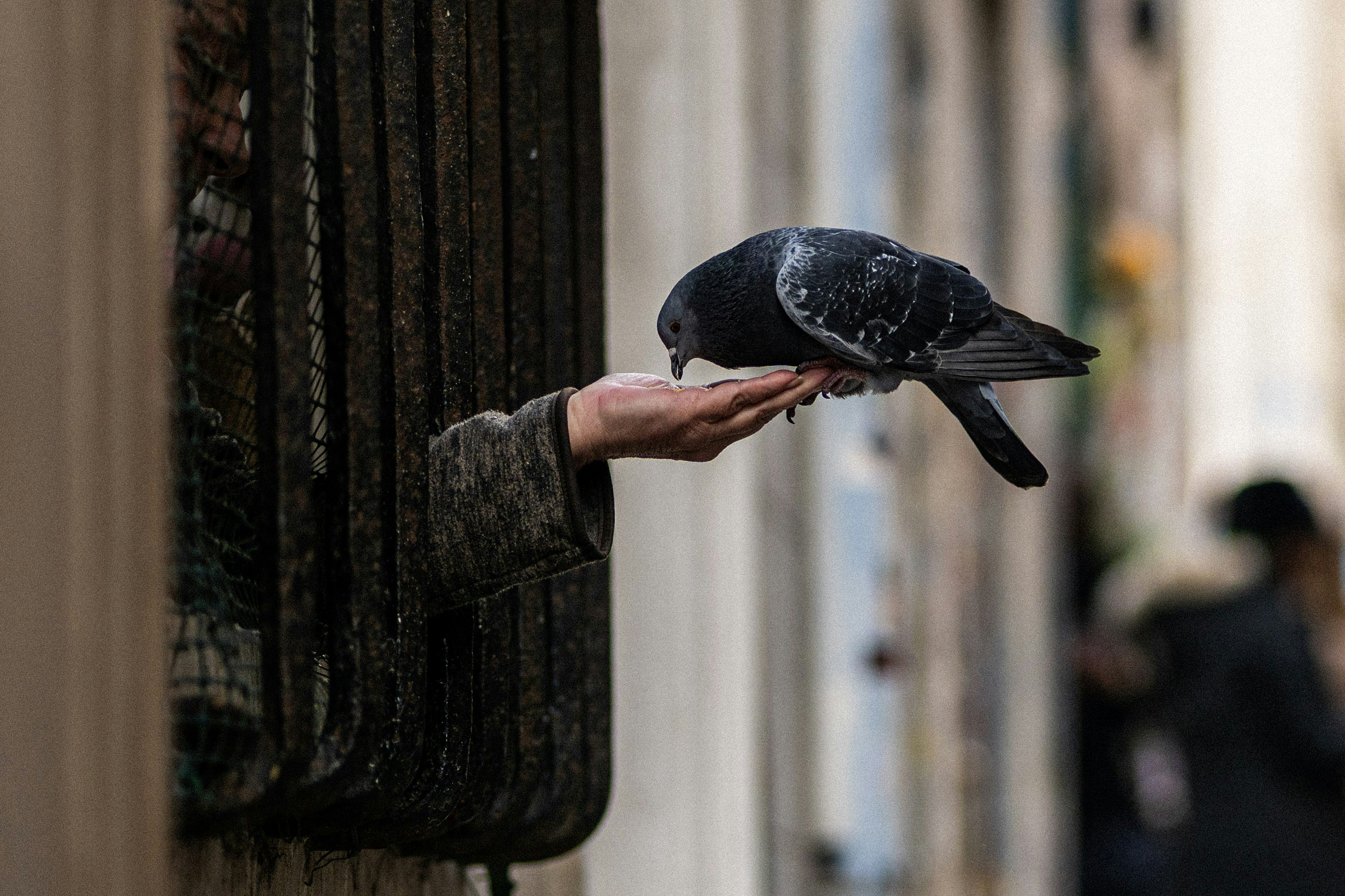A pigeon eating from a person's outstretched hand.