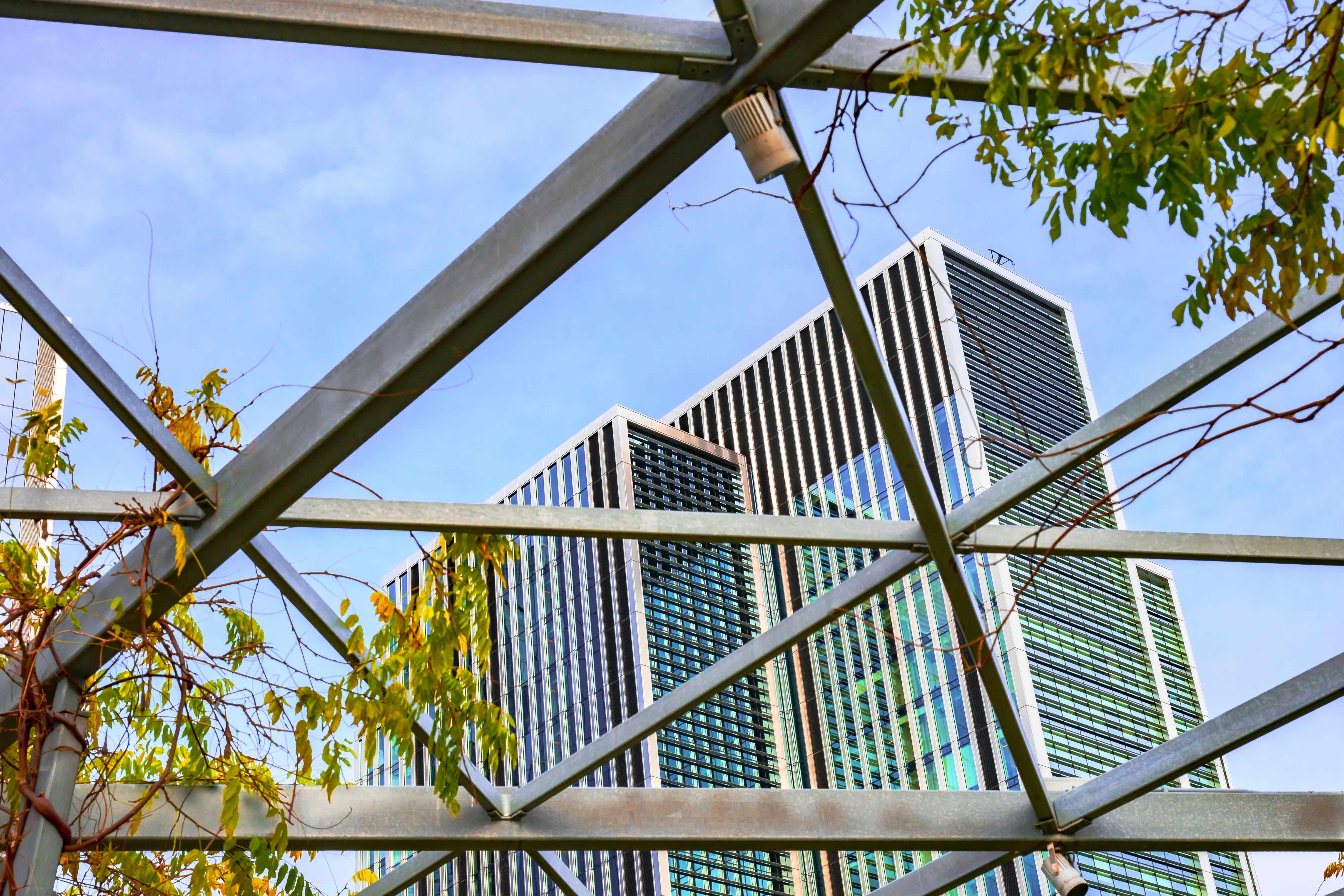 Modern building seen through metal pergola and leaves.