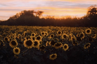 Field of sunflowers at sunset with warm sky