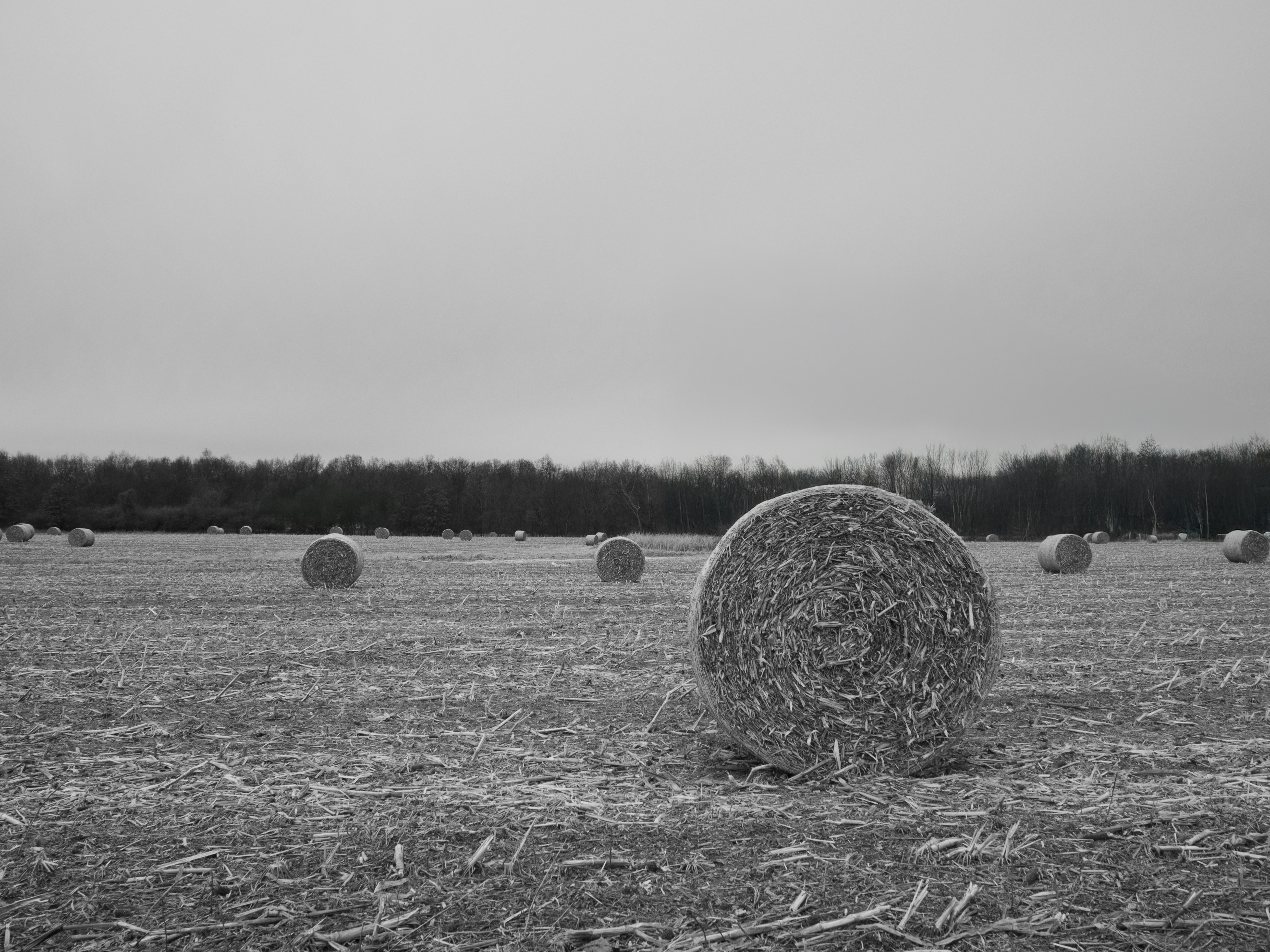 Round hay bales in a harvested field