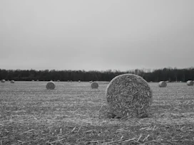 Round hay bales in a harvested field