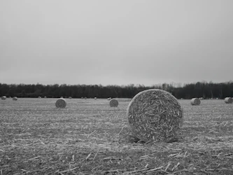 Round hay bales in a harvested field