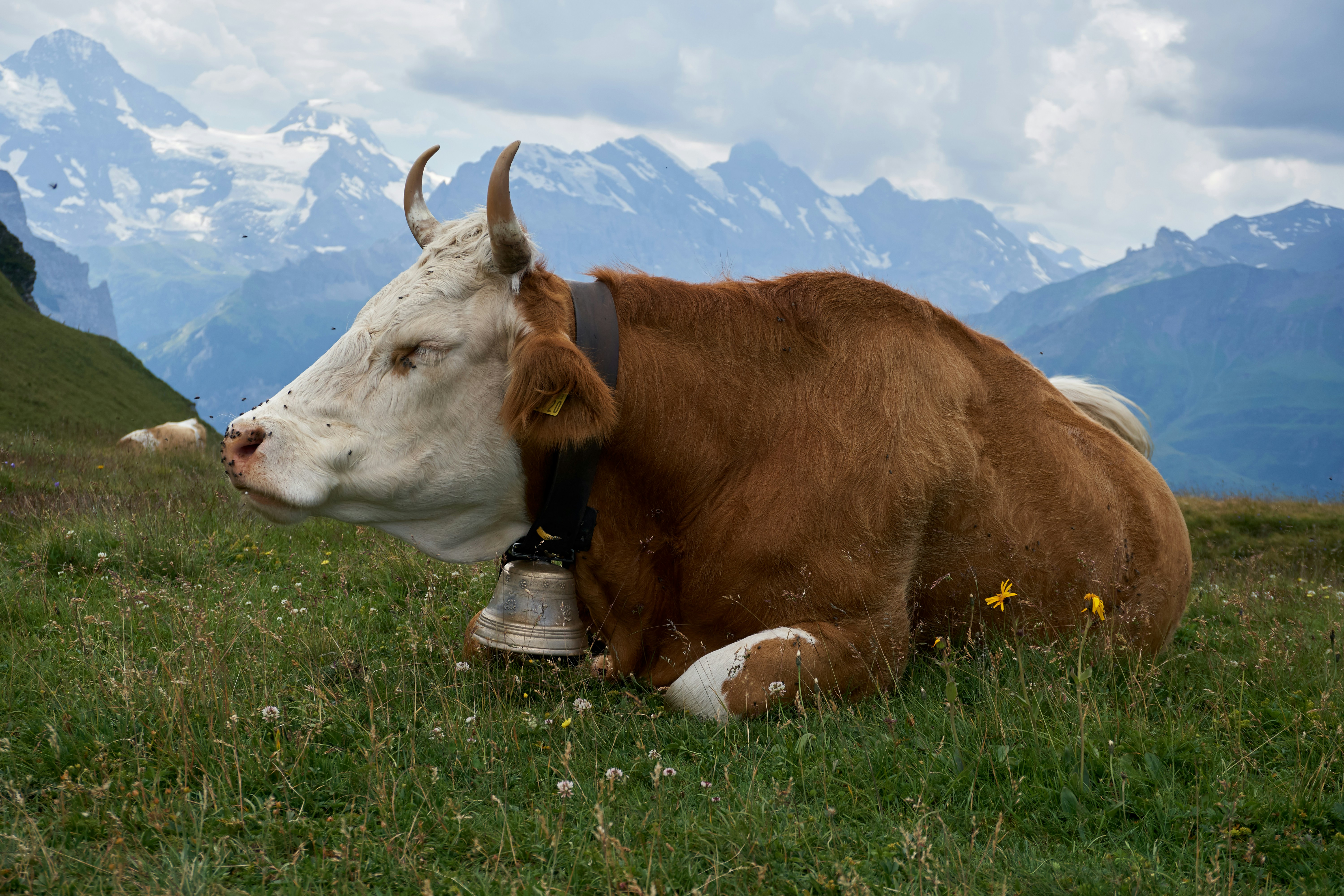 Cow resting in a grassy alpine meadow with mountains.