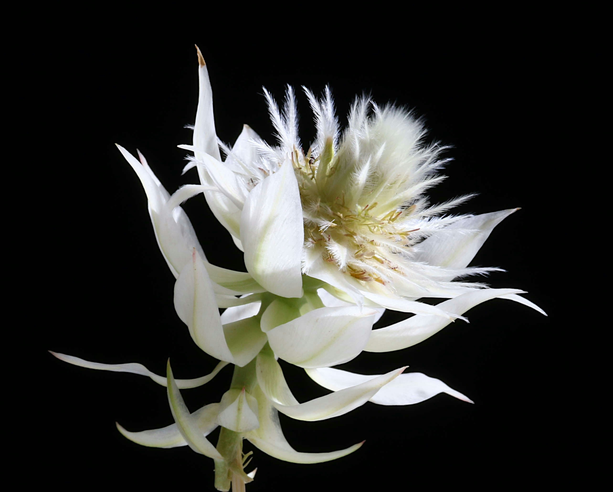 A delicate white flower with spiky petals