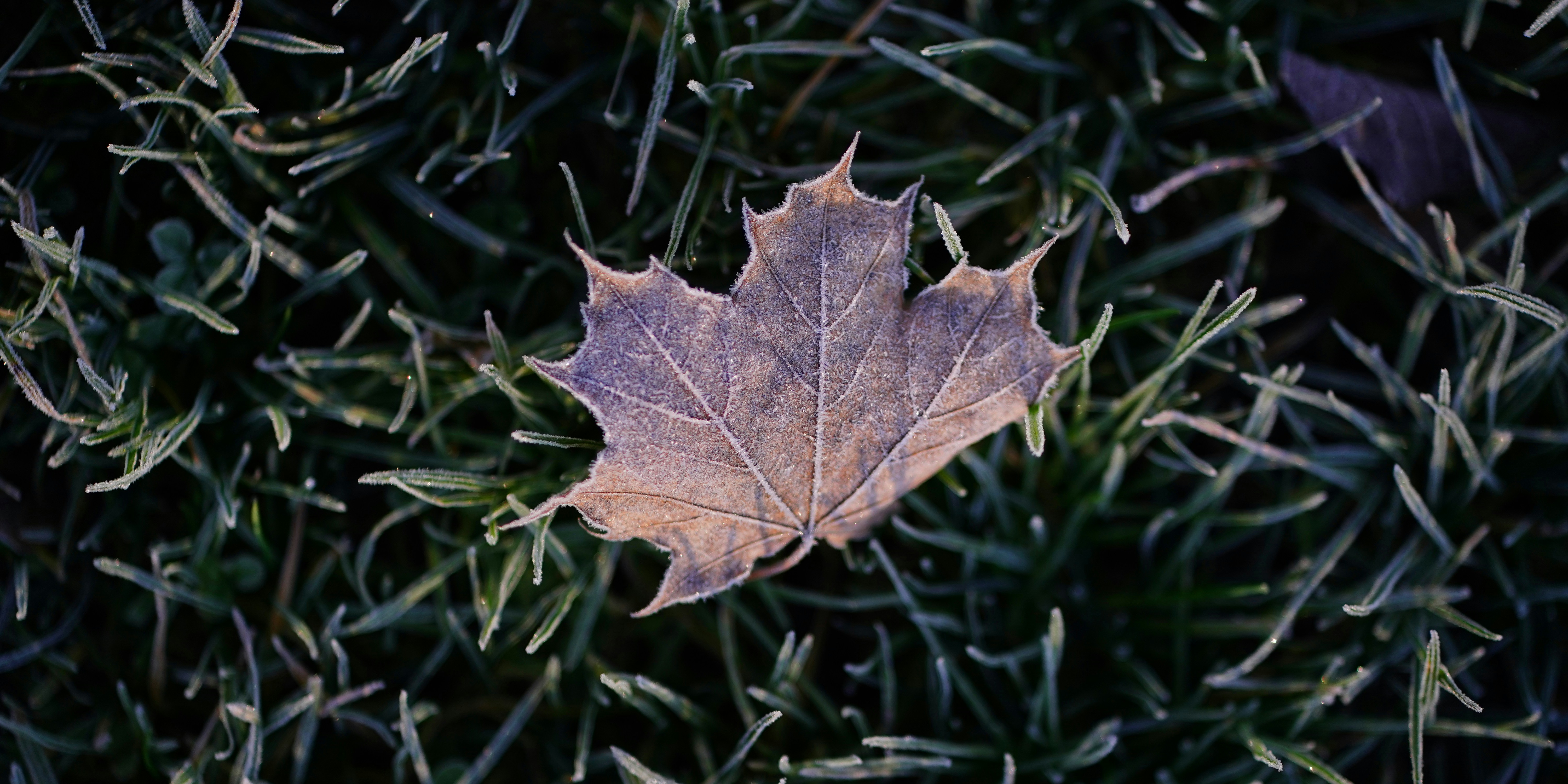 A frosted maple leaf rests on frosty grass.