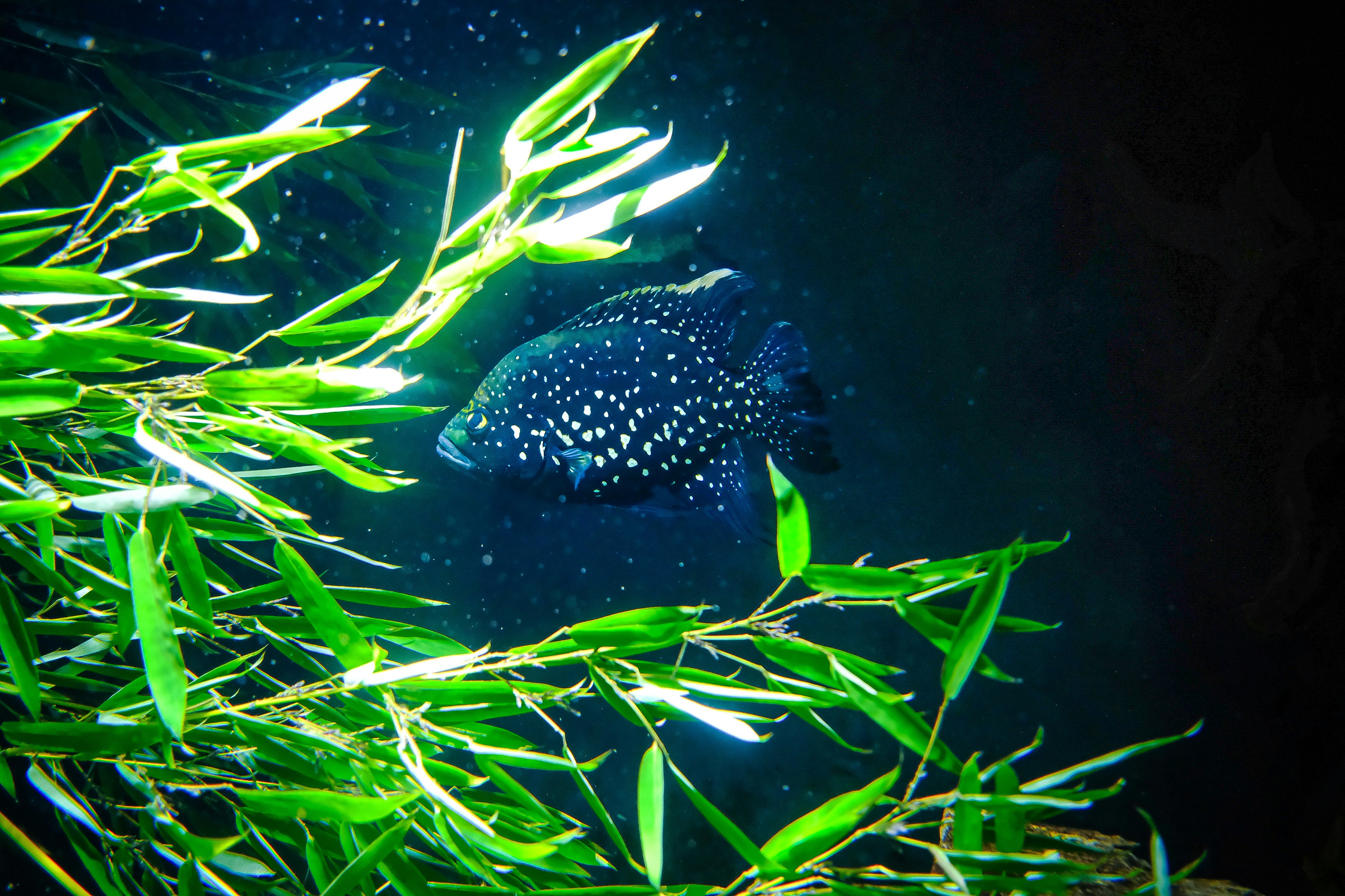 A dark fish with white spots swims near plants.
