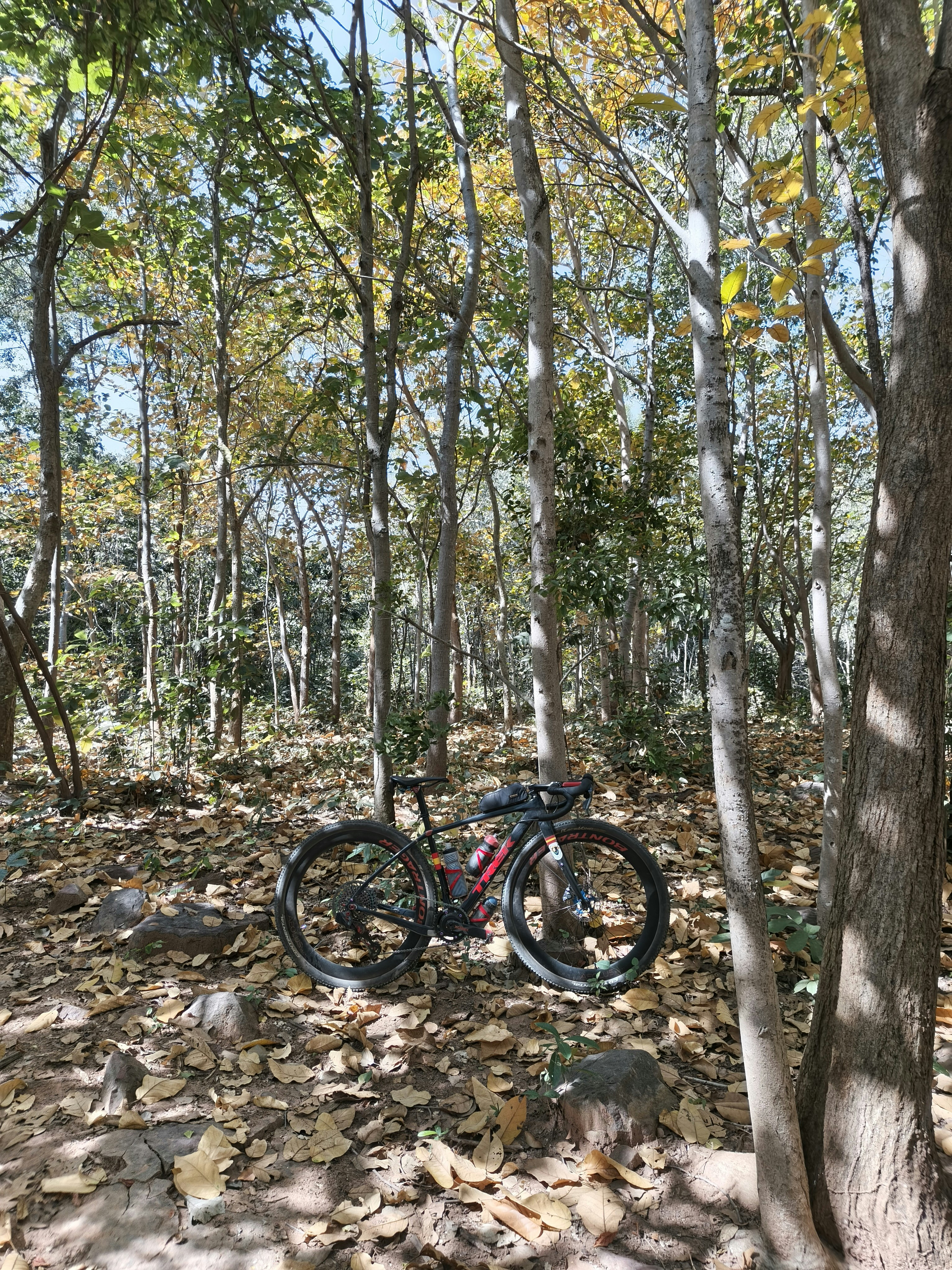 Mountain bike rests on a leaf-covered forest trail
