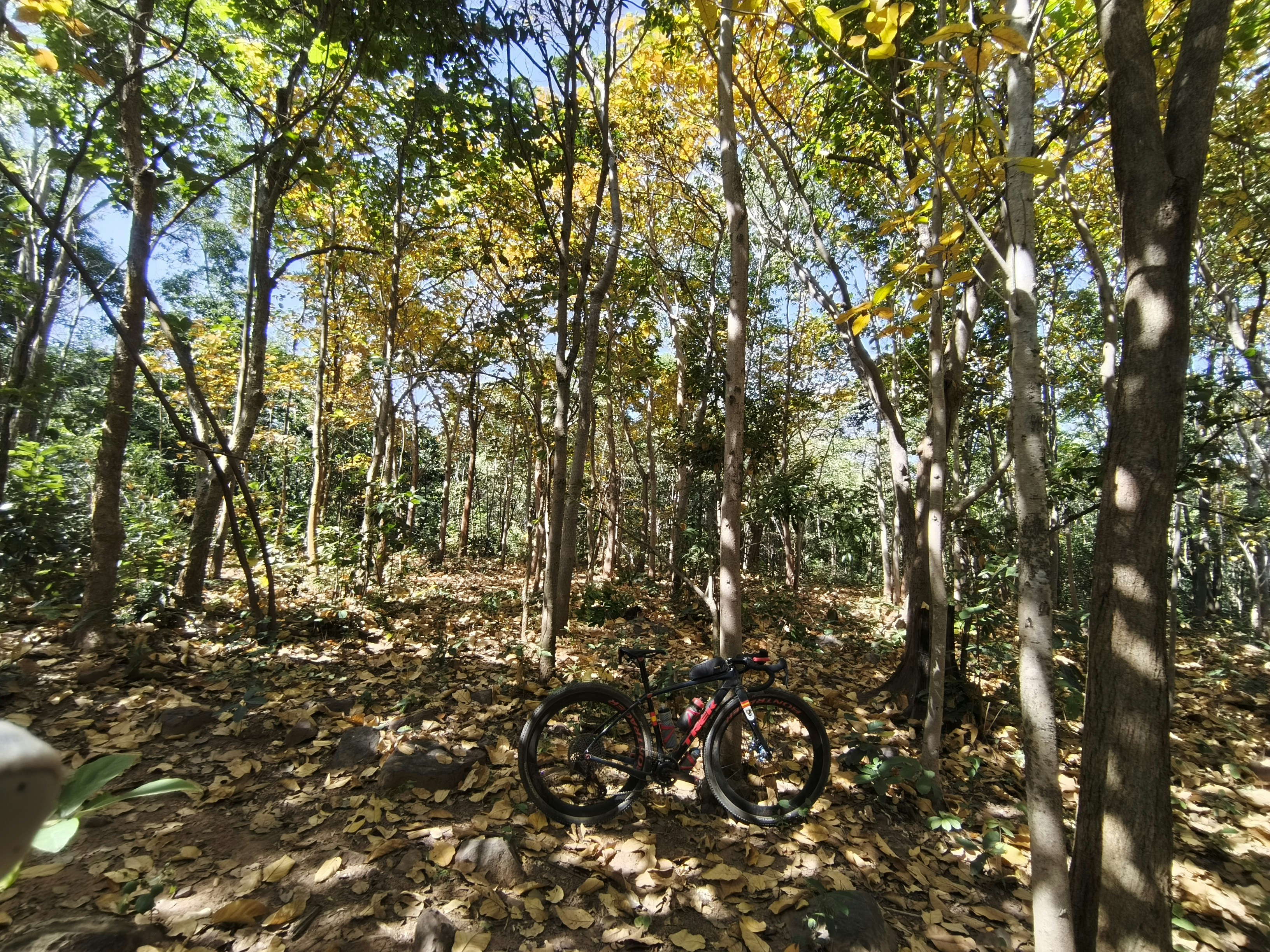 A bicycle rests on a path in a sun-dappled forest.