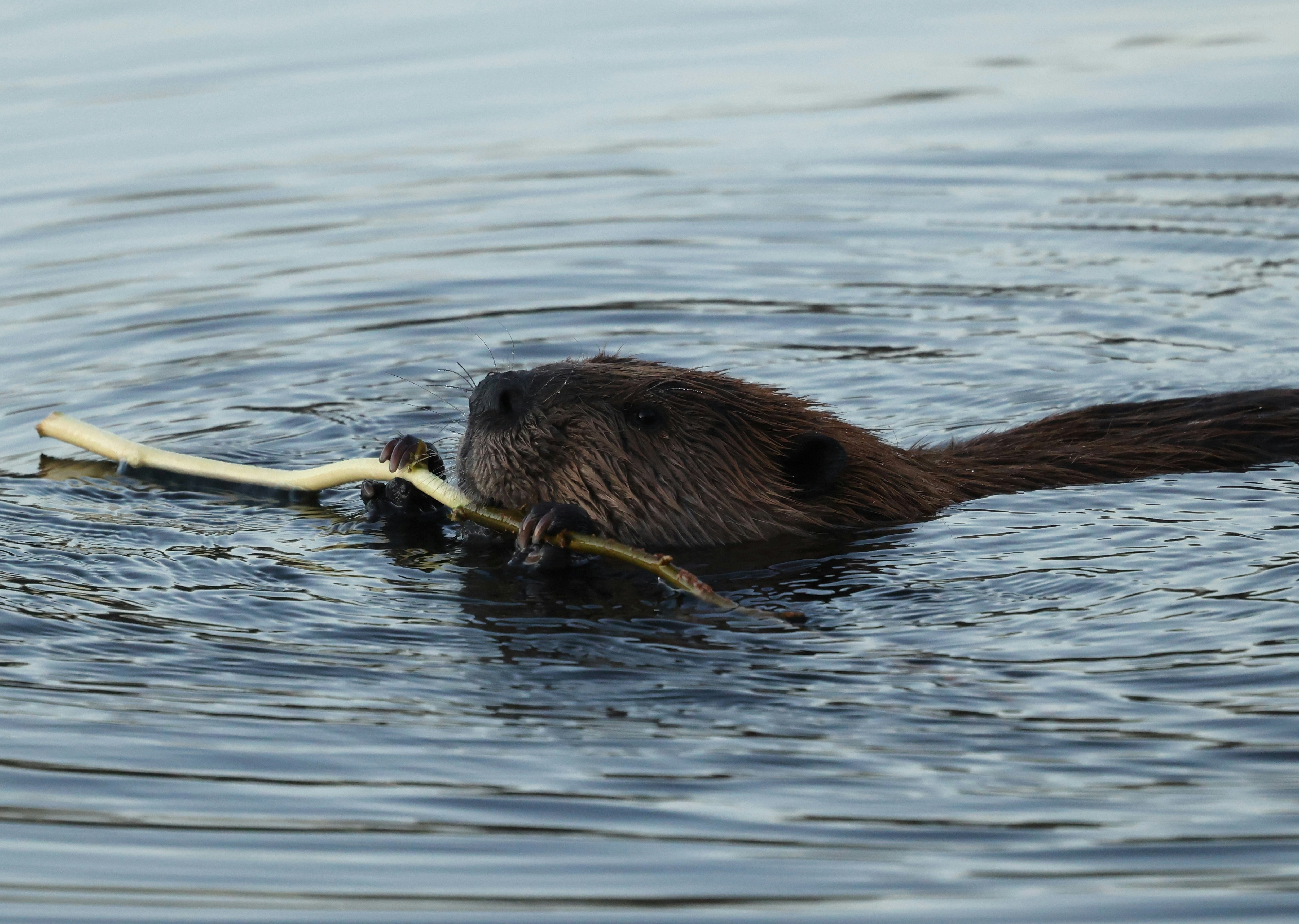Welk zoogdier is in Nederland verantwoordelijk voor het creëren van natte natuurgebieden door dammen te bouwen?