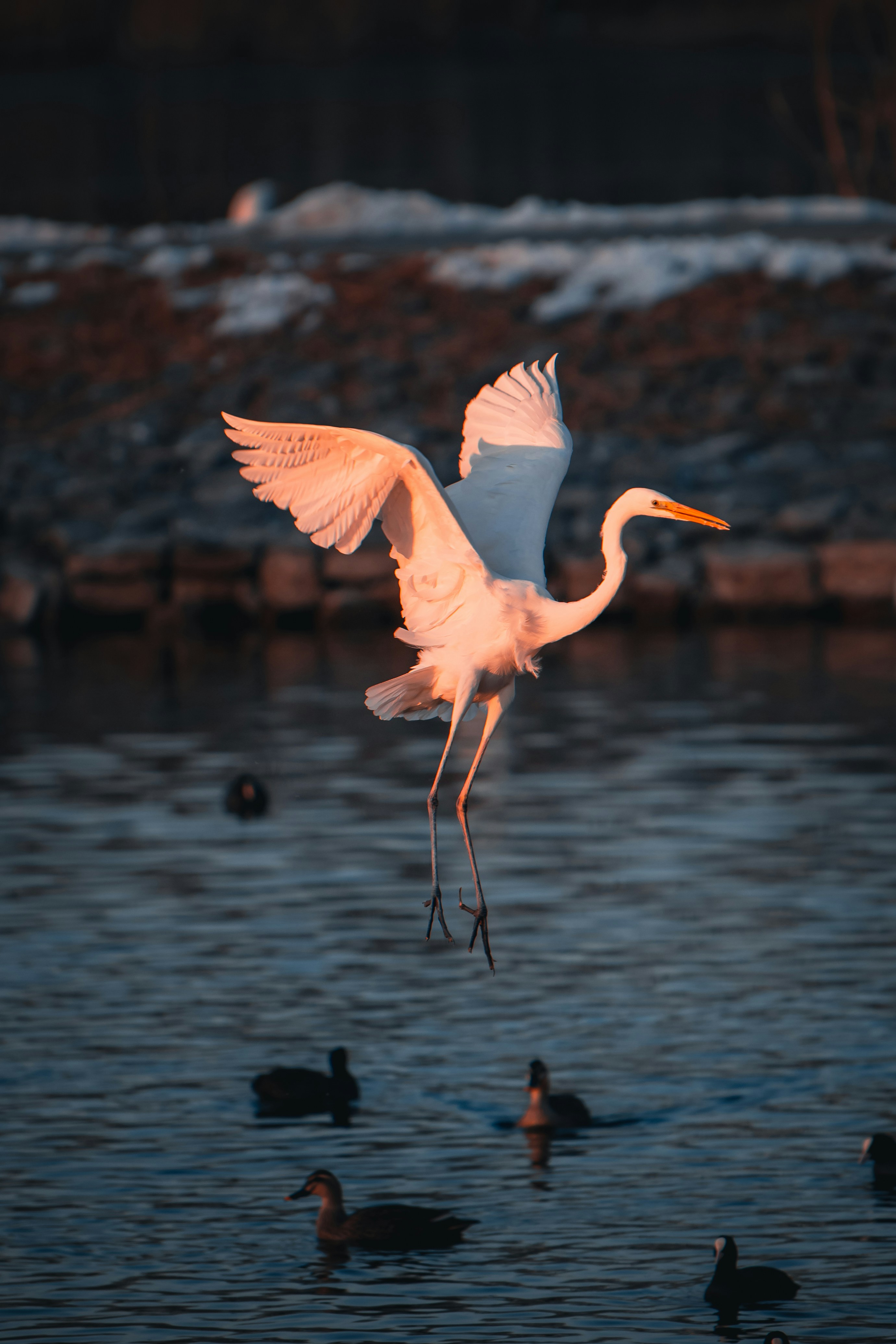A white egret bird flying over water with ducks.