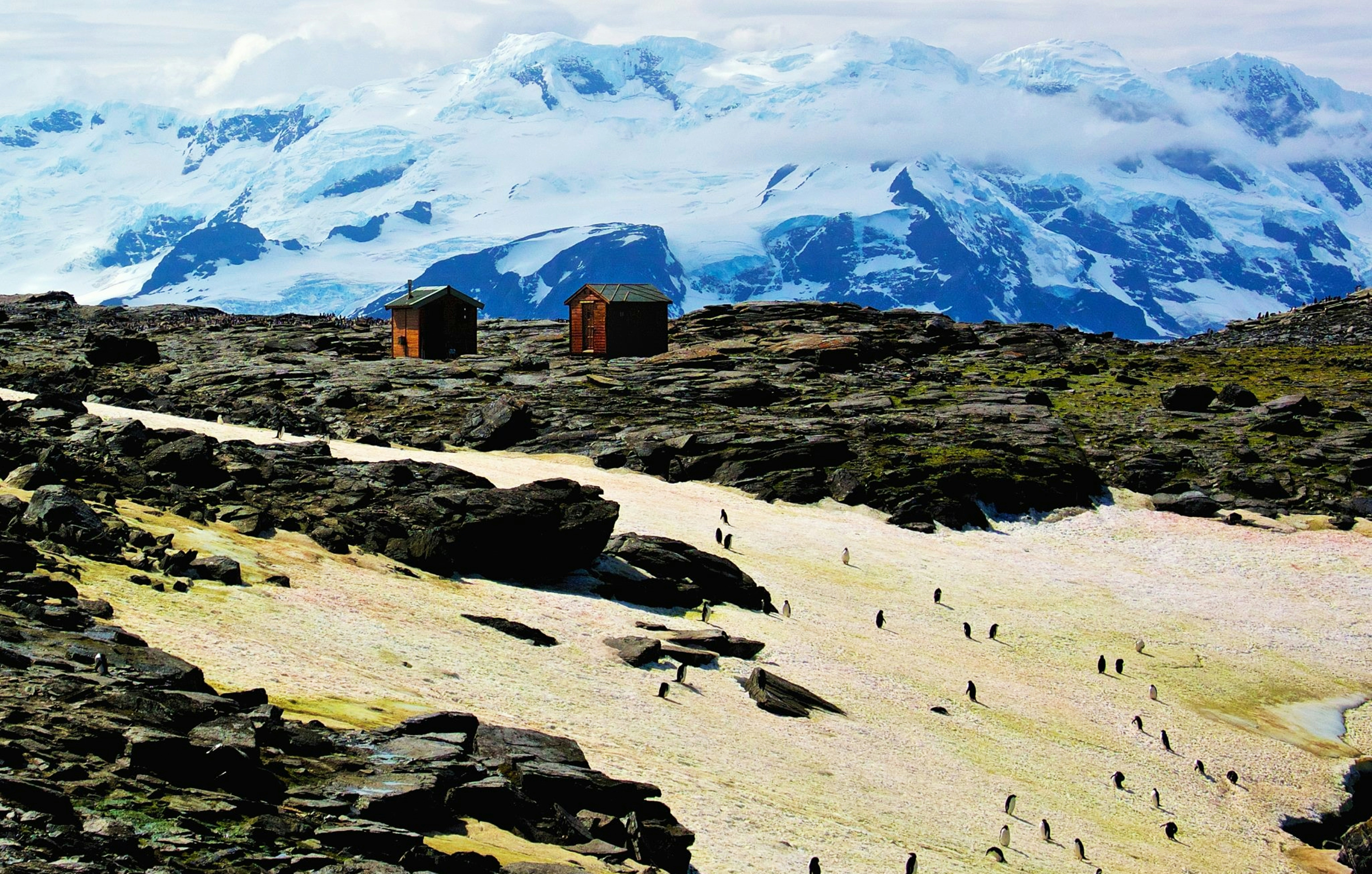Los pingüinos caminan por terrenos nevados cerca de edificios con montañas.