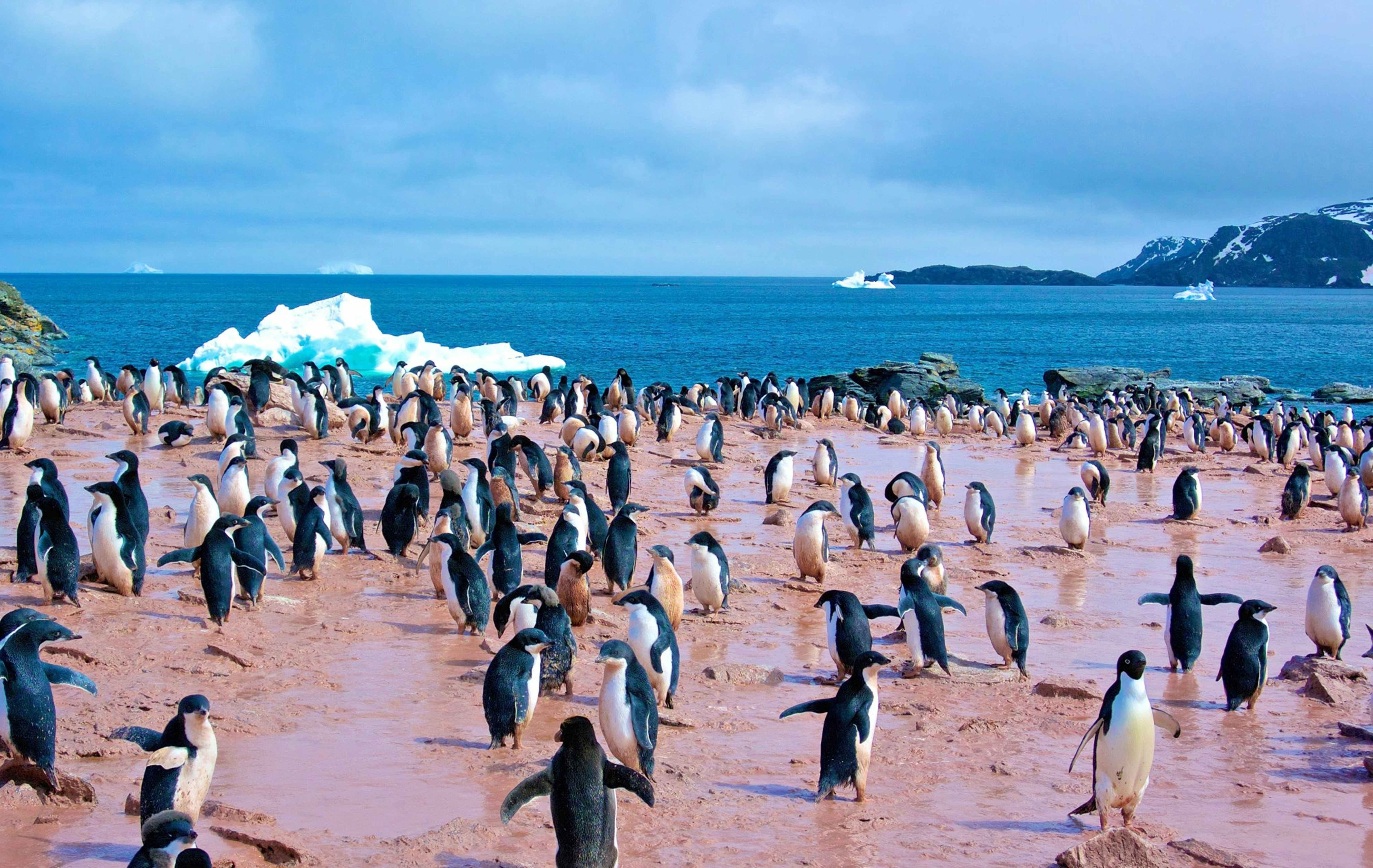 Explore the untouched landscapes and rugged charm of the Falkland Islands through stunning travel photography. Capture dramatic coastlines, windswept plains, and diverse wildlife — from colonies of penguins and sea lions to soaring seabirds. Perfect for nature lovers, adventurers, and documentary-style visuals, the Falklands offer a rare look into remote island life, British-influenced culture, and raw natural beauty. Ideal for travel magazines, wildlife documentaries, and eco-tourism promotions.