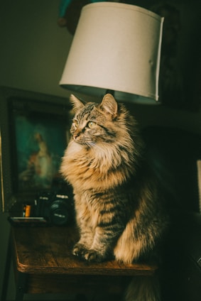 A fluffy cat sits on a wooden table.