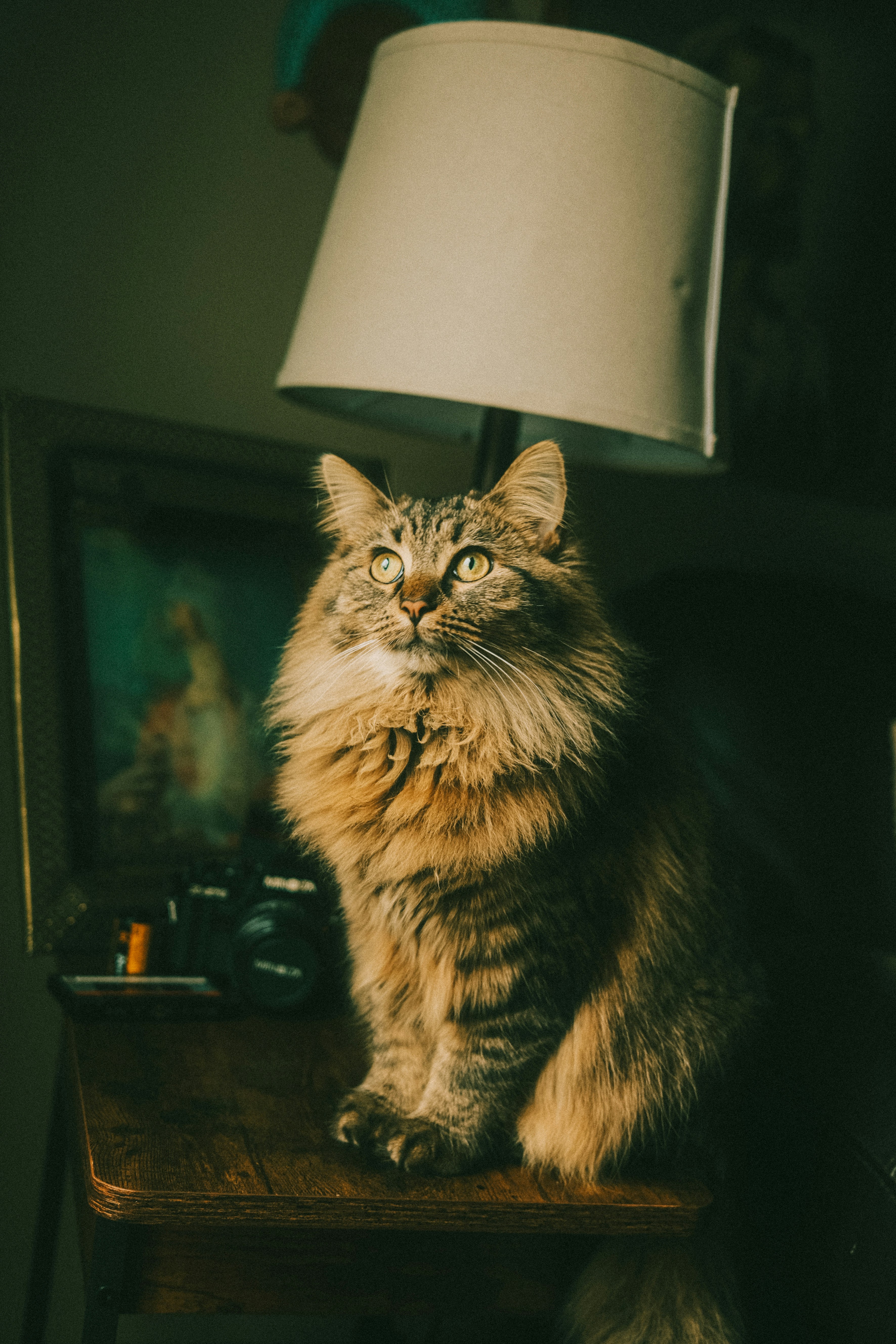Fluffy cat sits on a wooden table under a lamp.