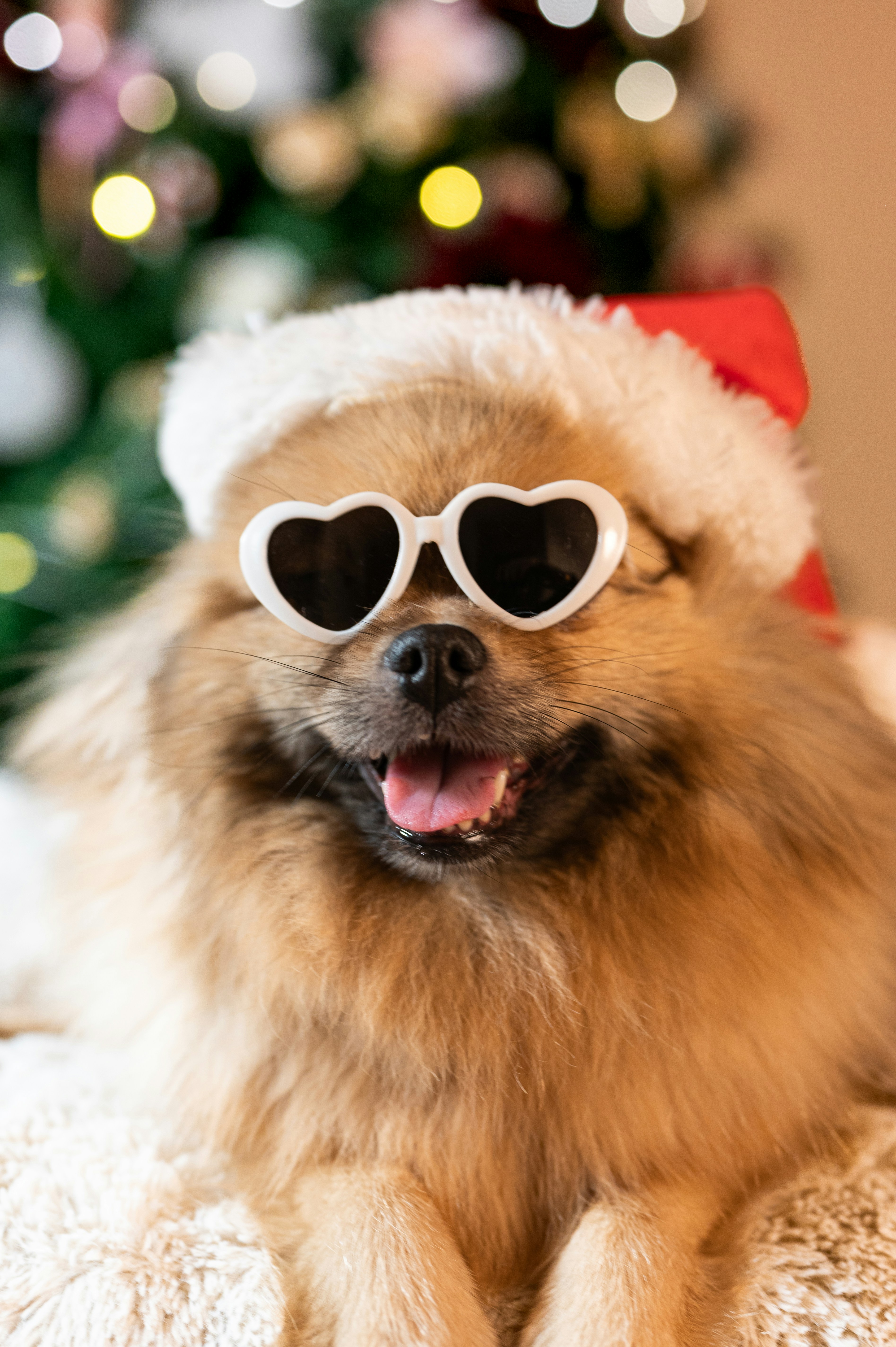 Fluffy dog wearing santa hat and heart sunglasses