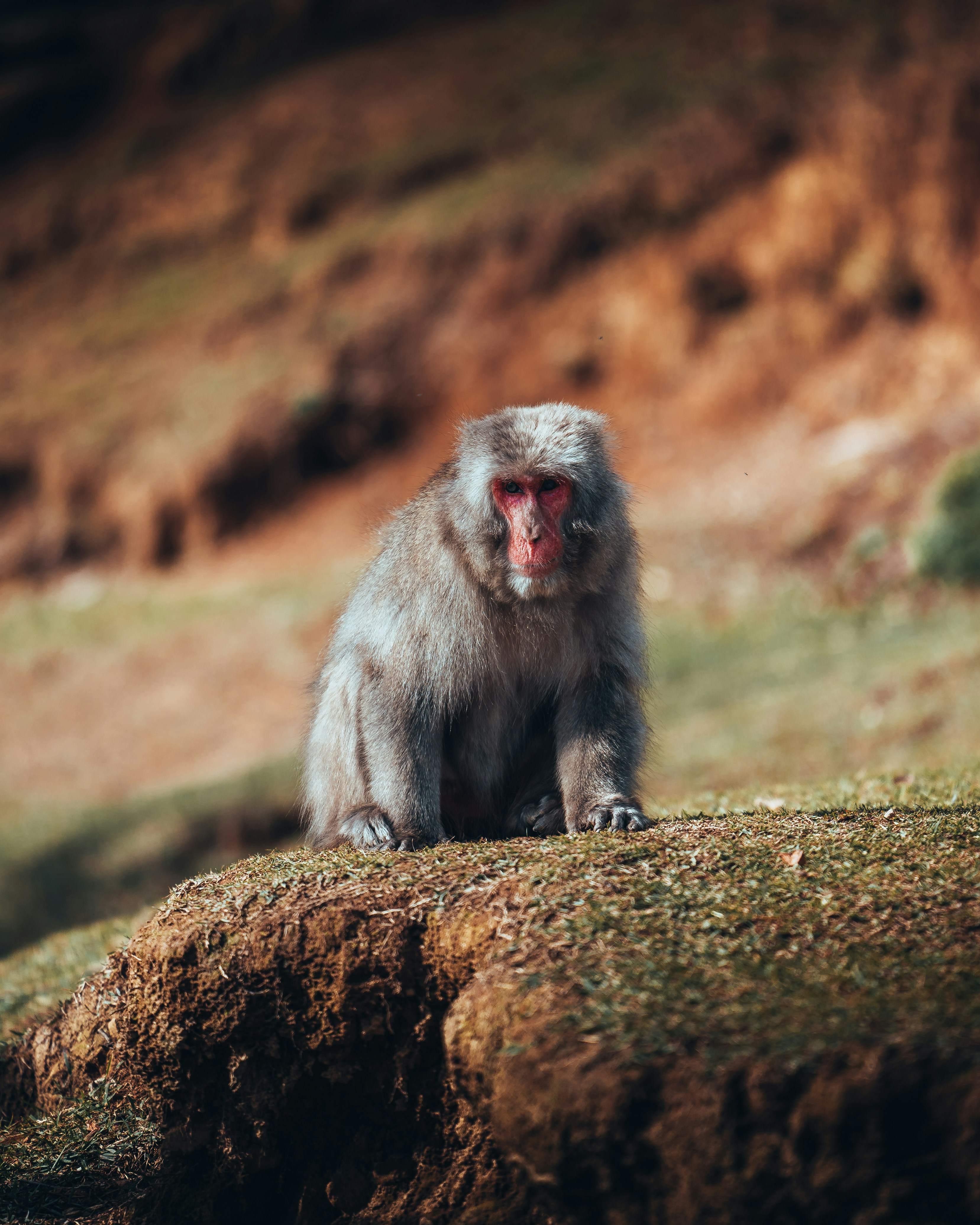 A monkey sitting on a grassy hill.