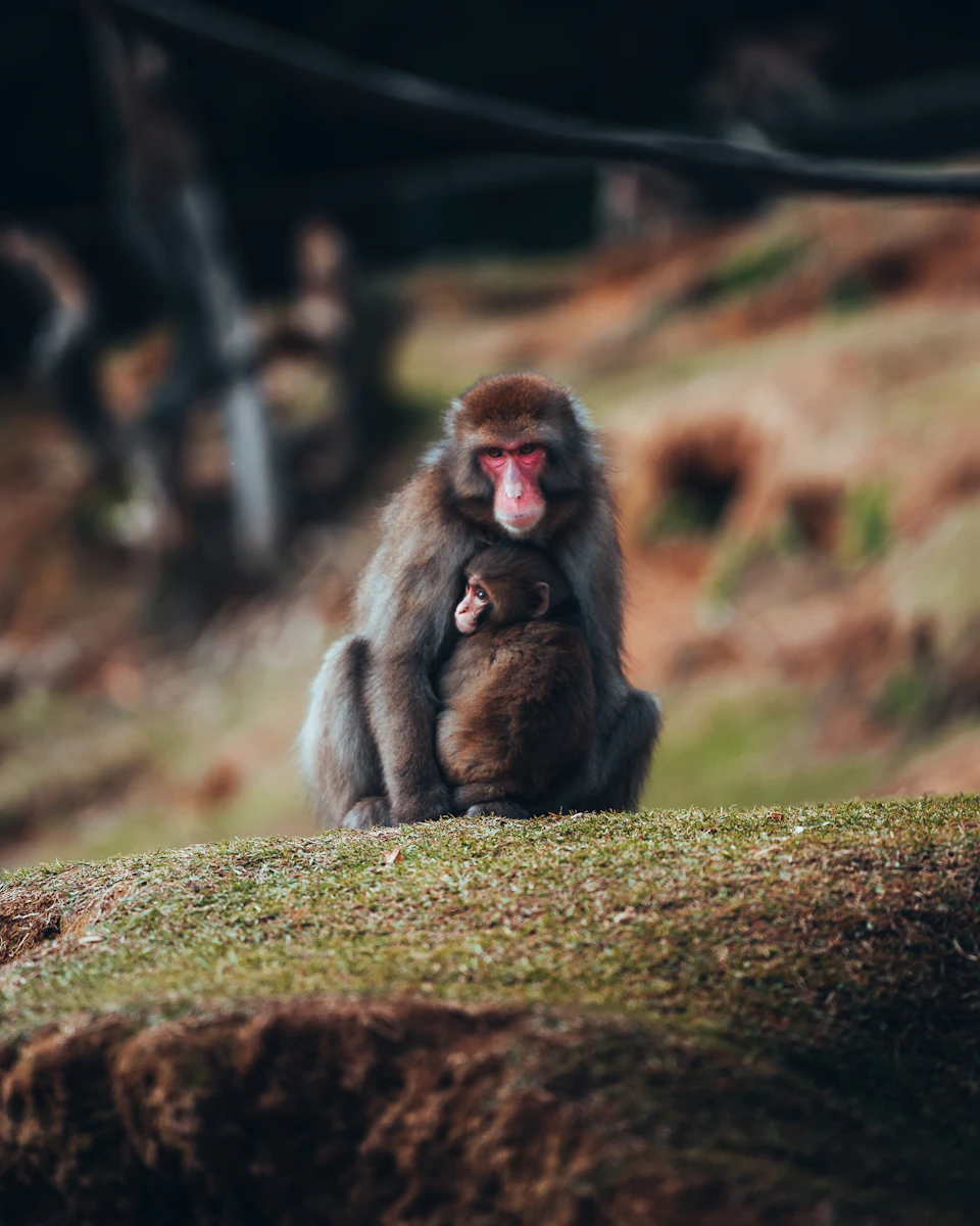Mother monkey sits on rock formation with baby monkey to her right side