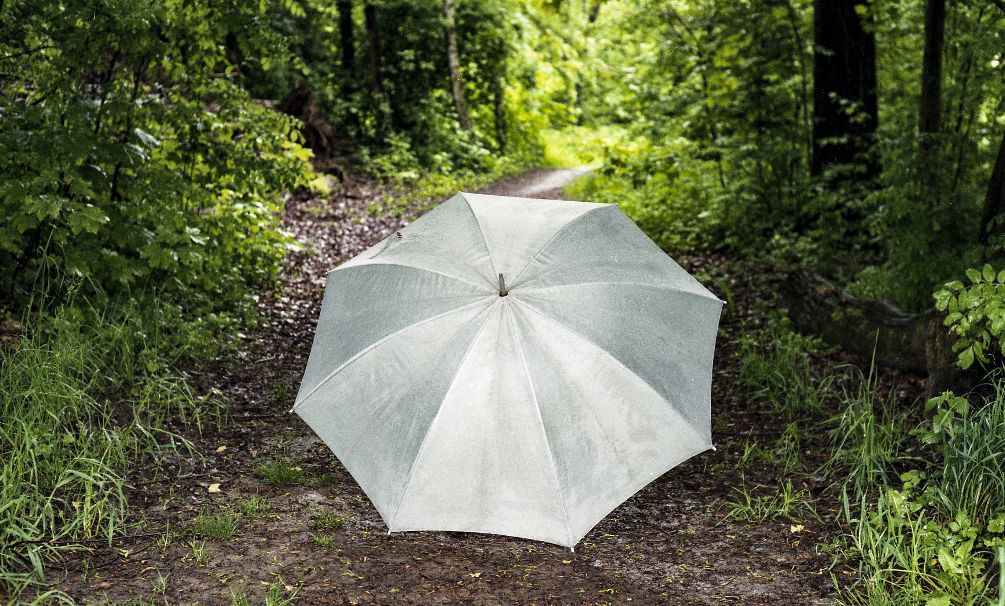 An umbrella rests on a forest path