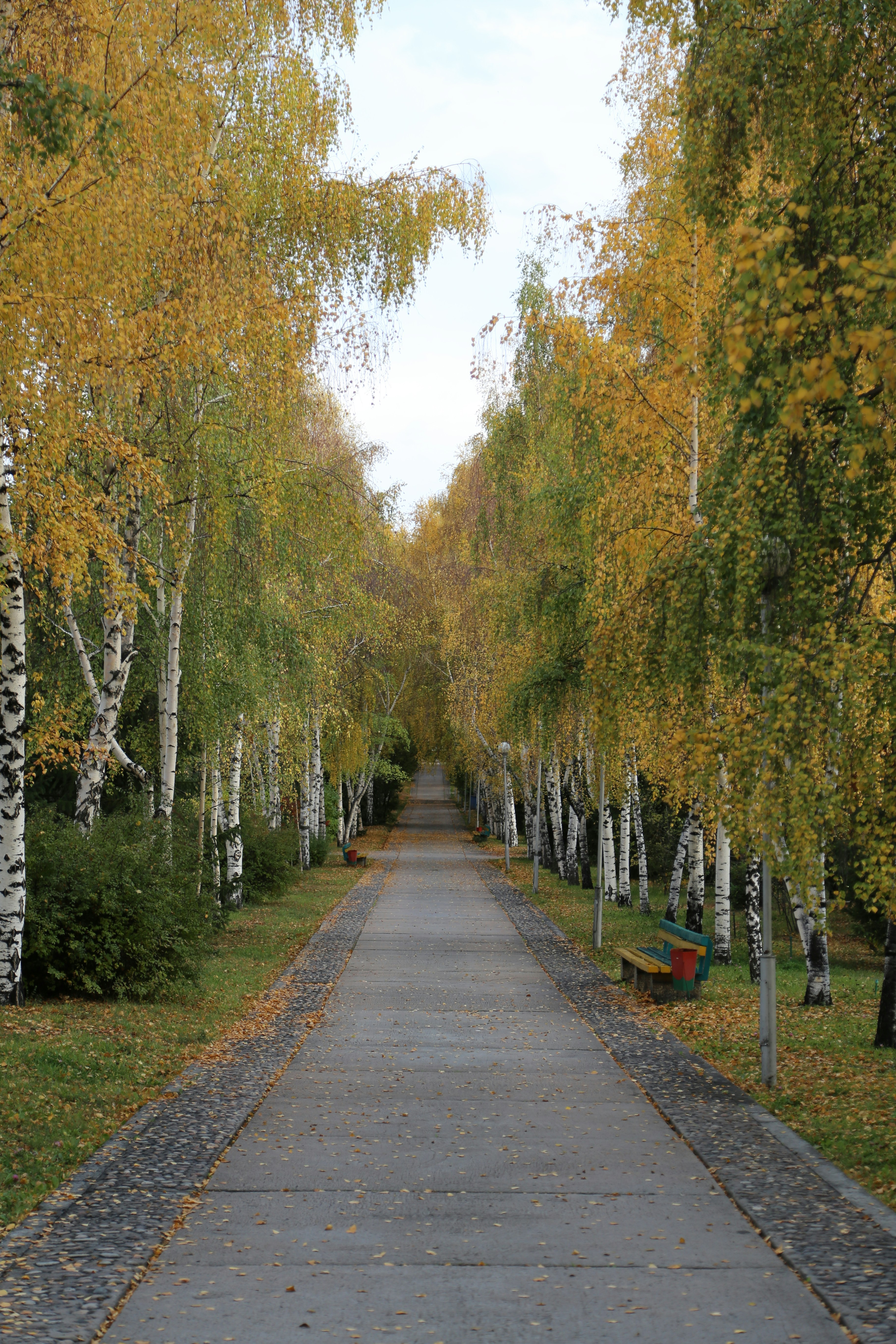 Un sentiero fiancheggiato da betulle in autunno