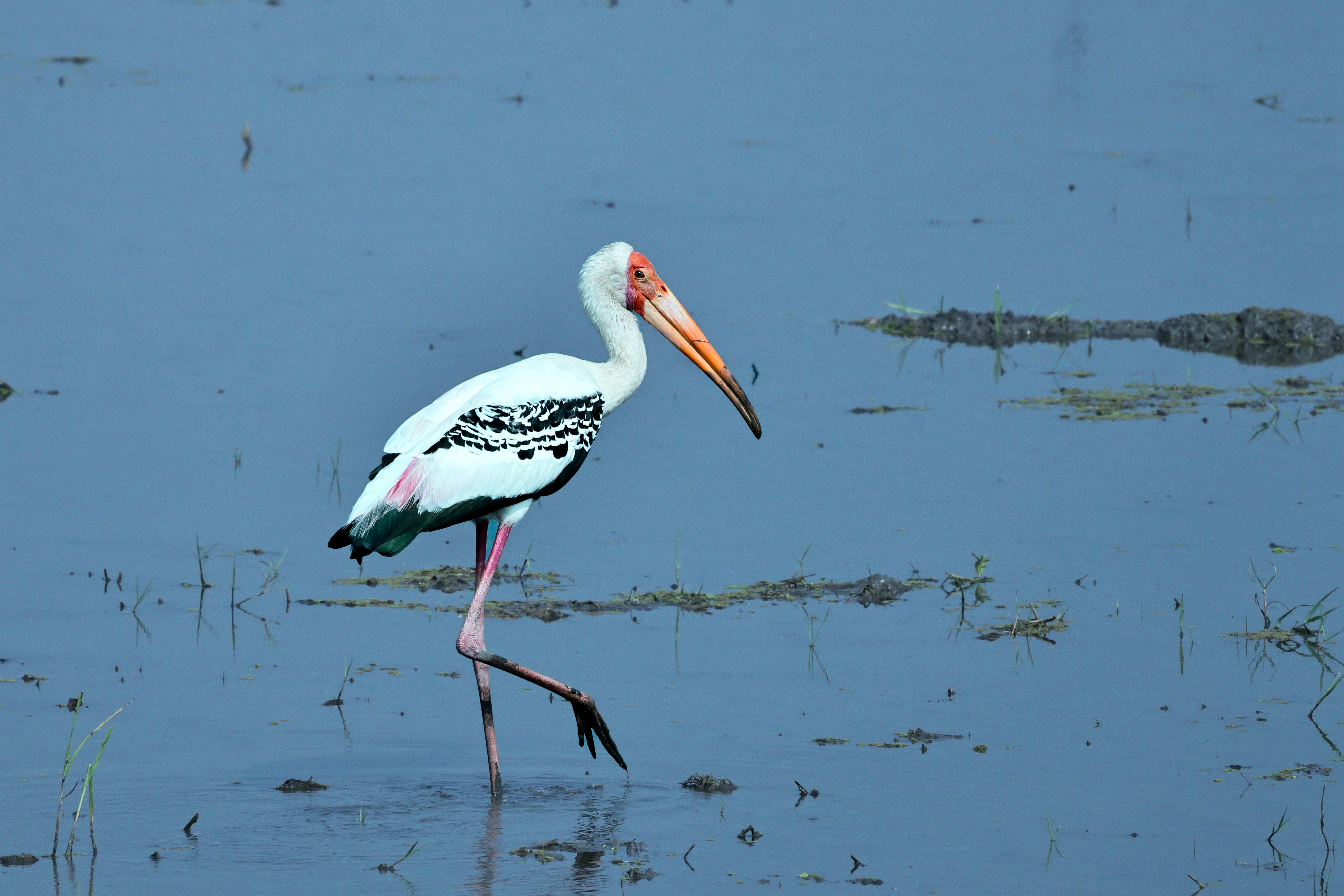 Photo by bakkiya2197