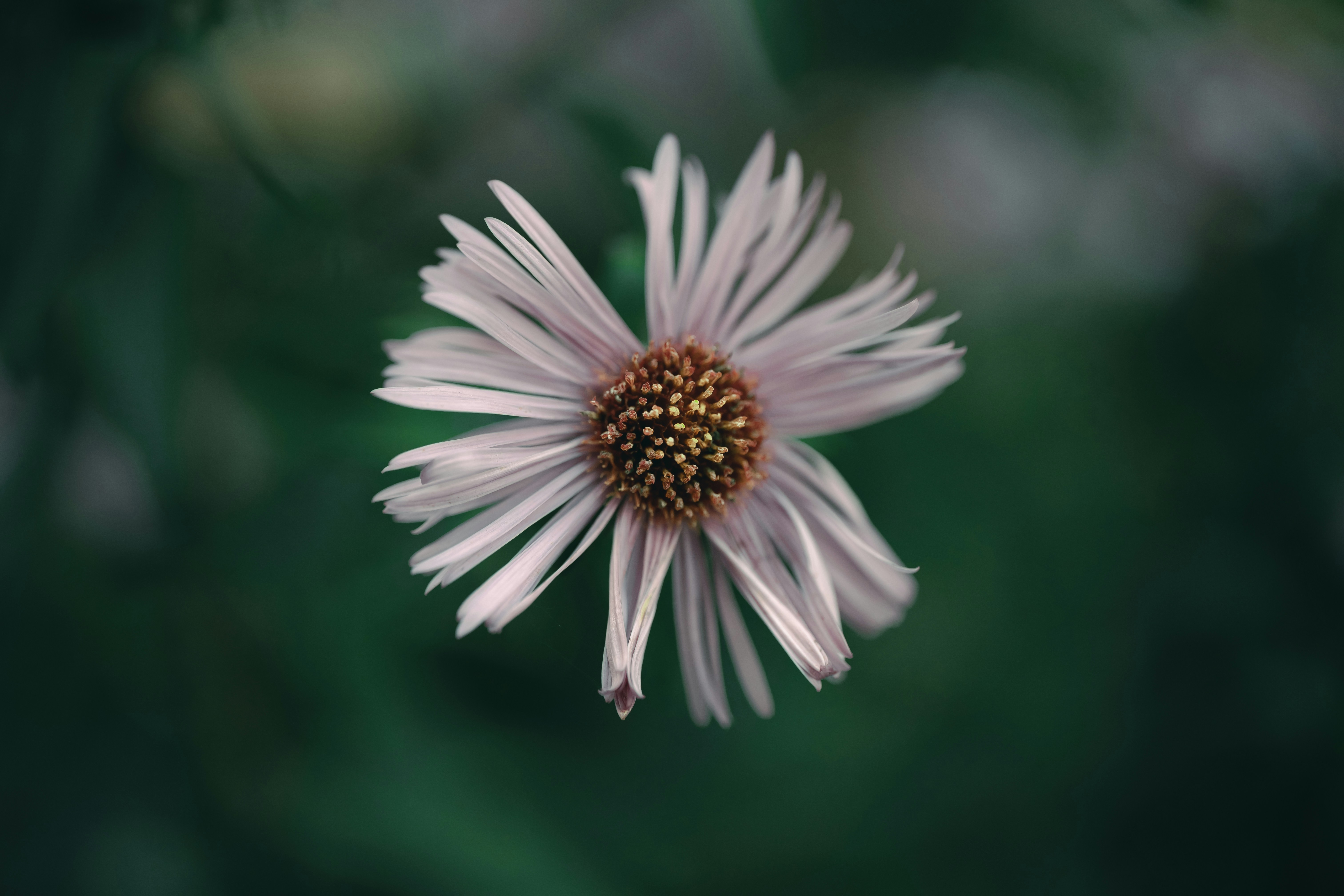 Photo by volodymyr_leush