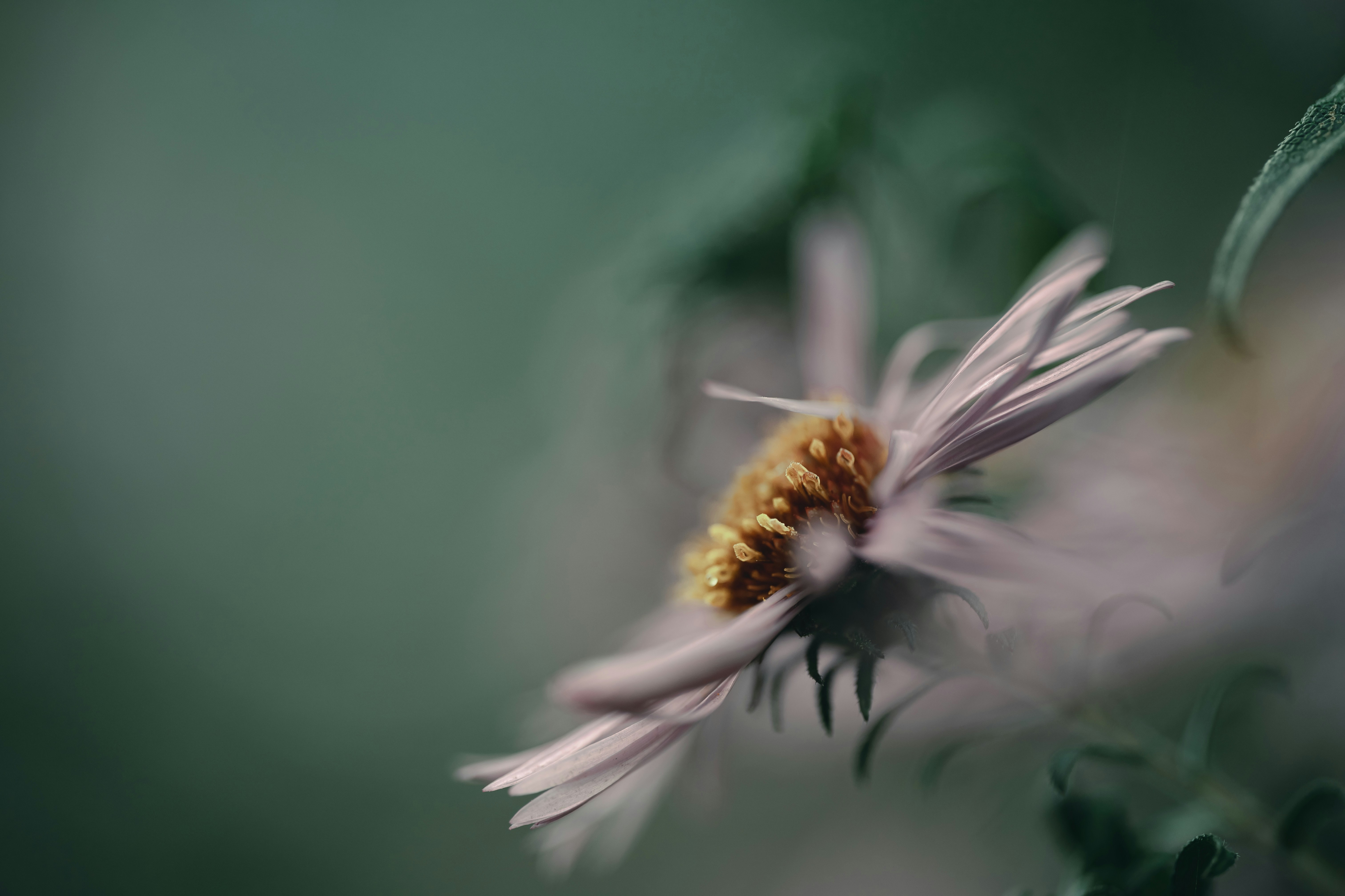 Photo by volodymyr_leush