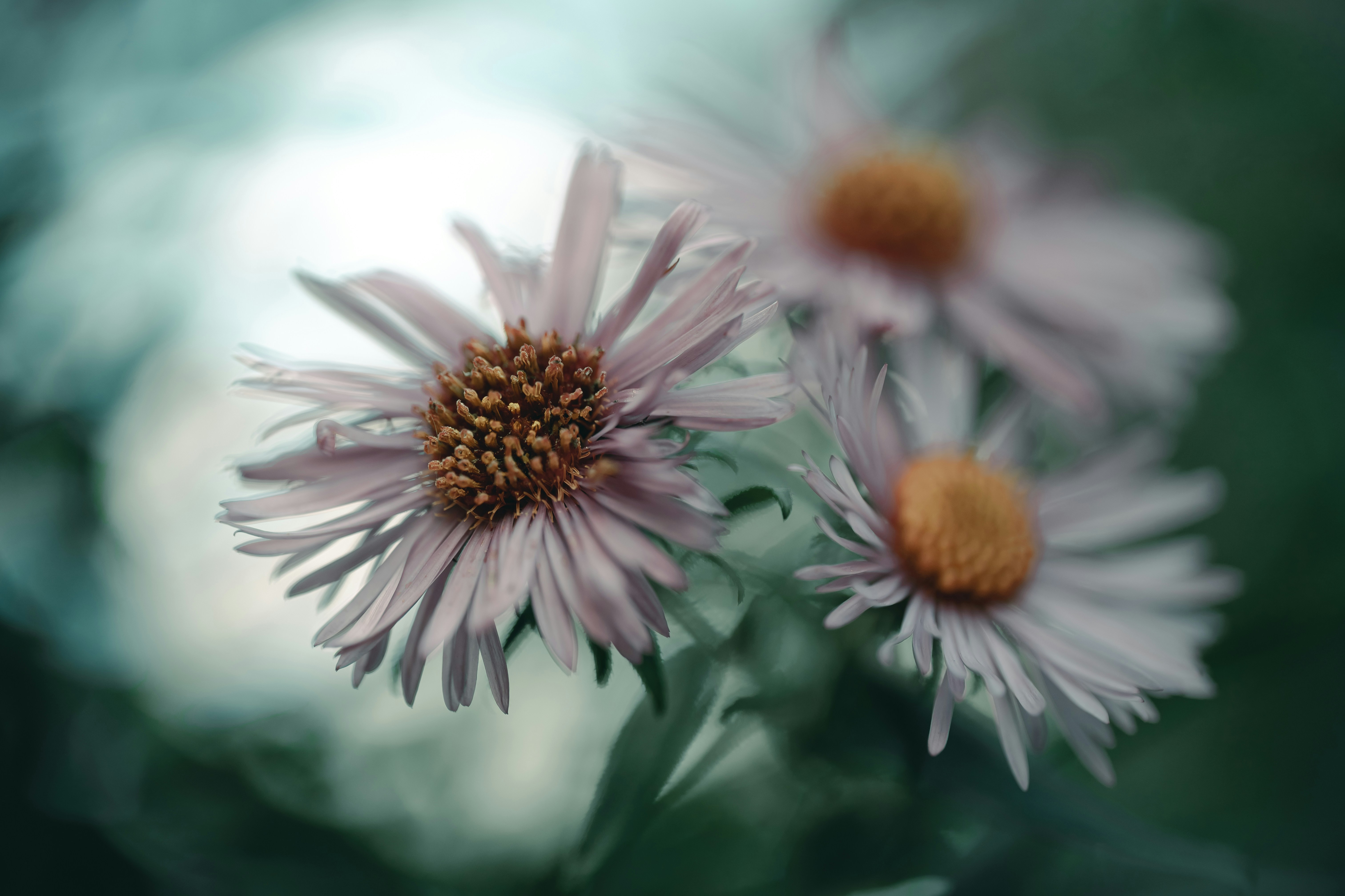 Photo by volodymyr_leush