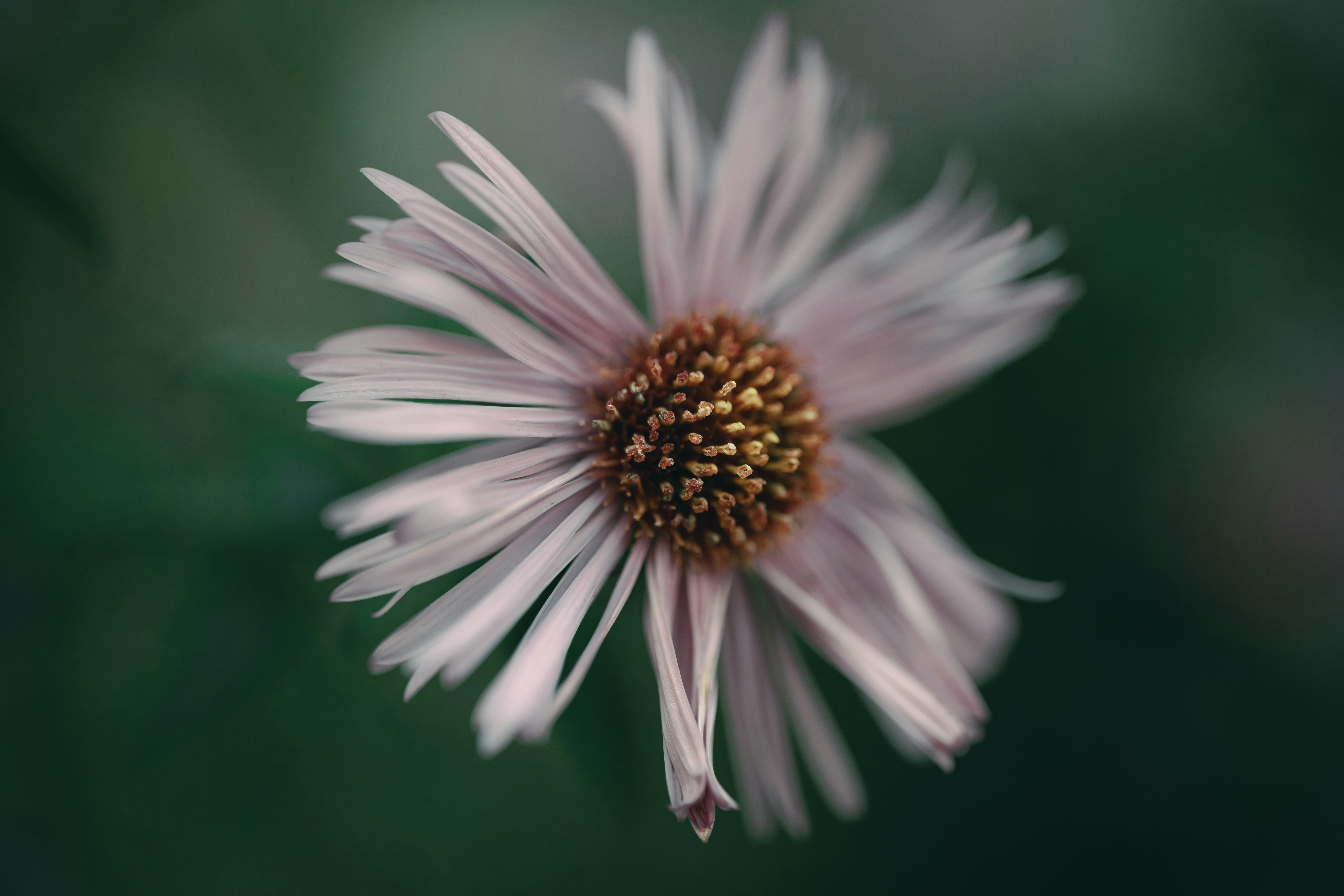 Photo by volodymyr_leush