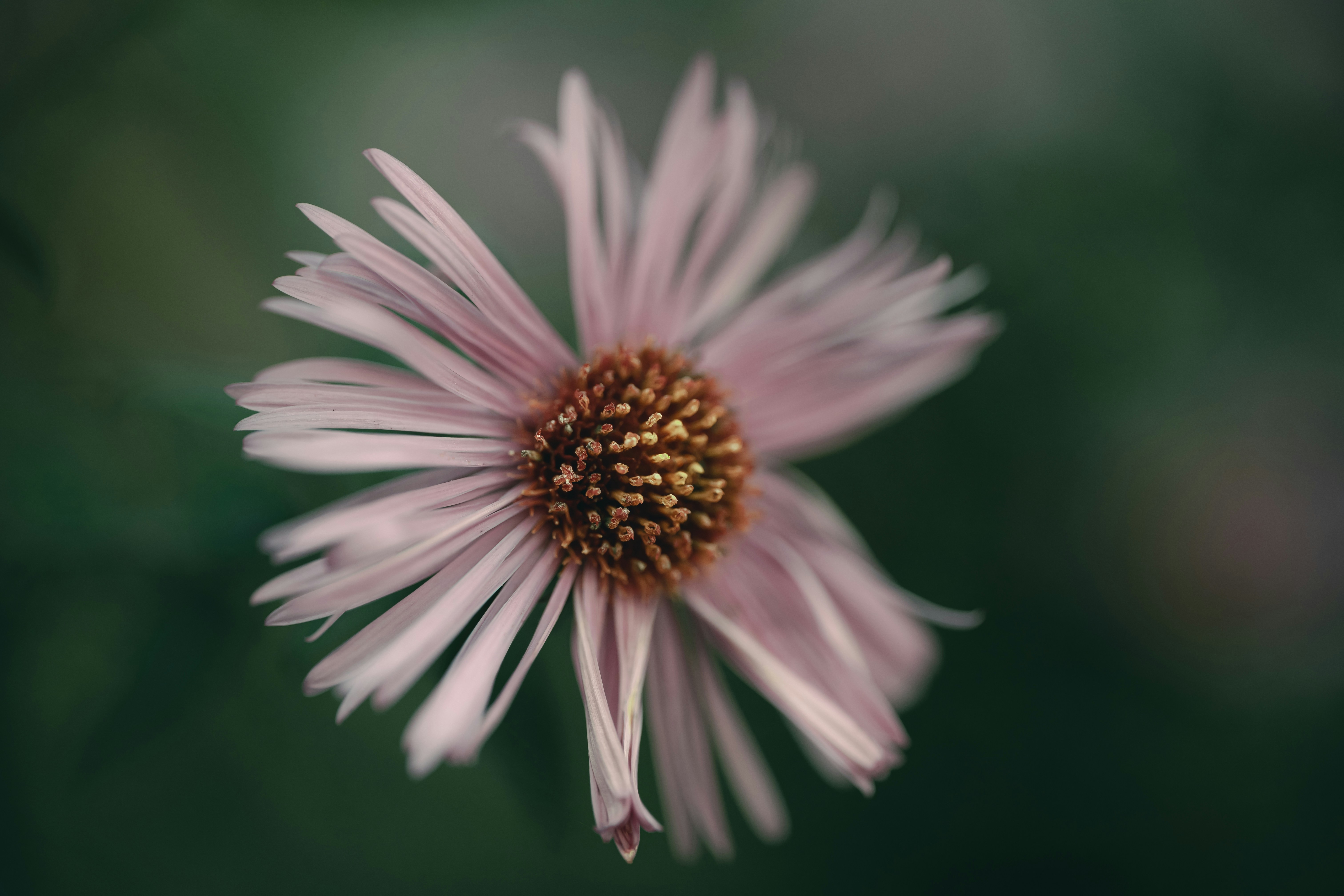 Photo by volodymyr_leush