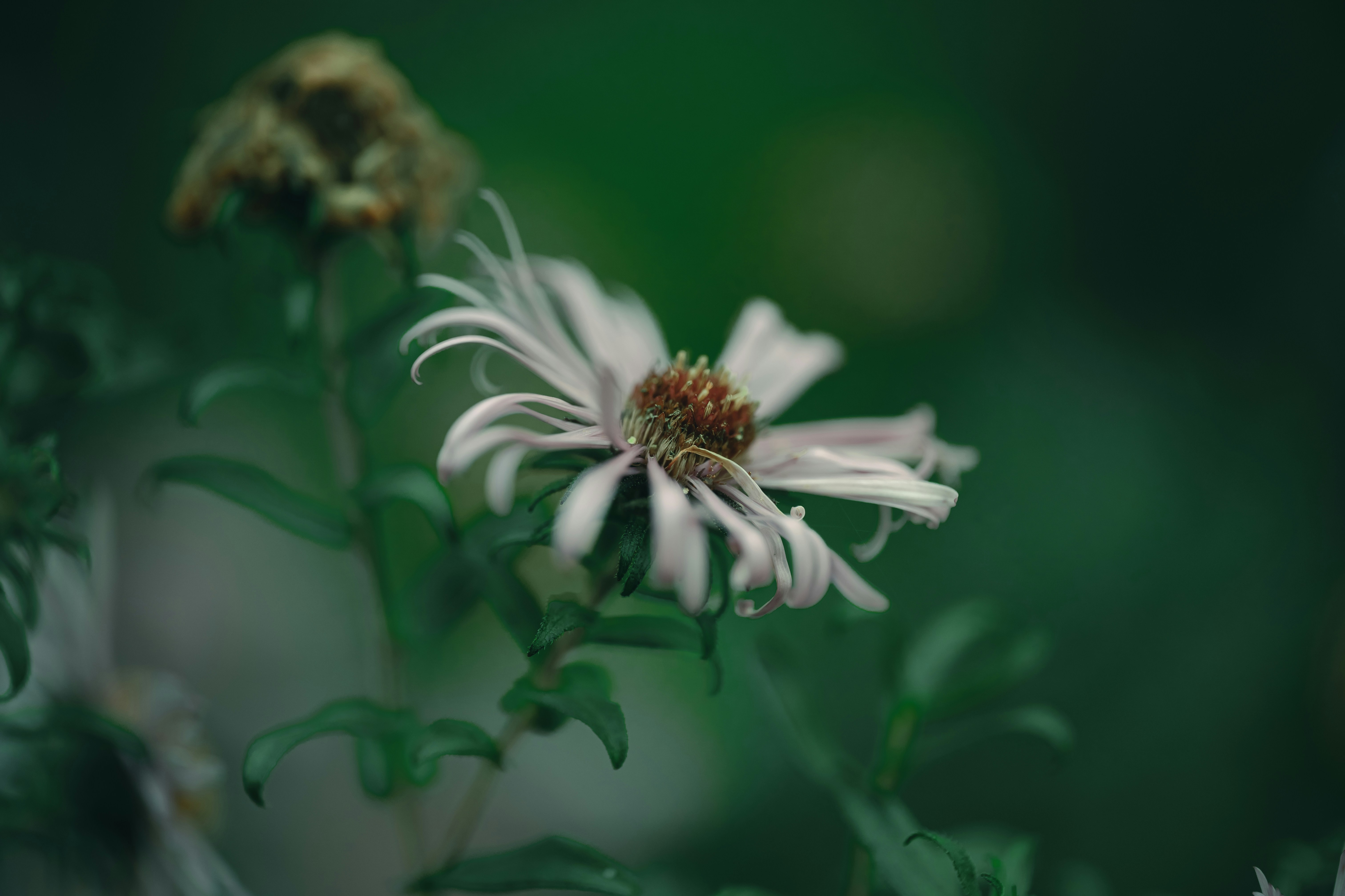 Photo by volodymyr_leush