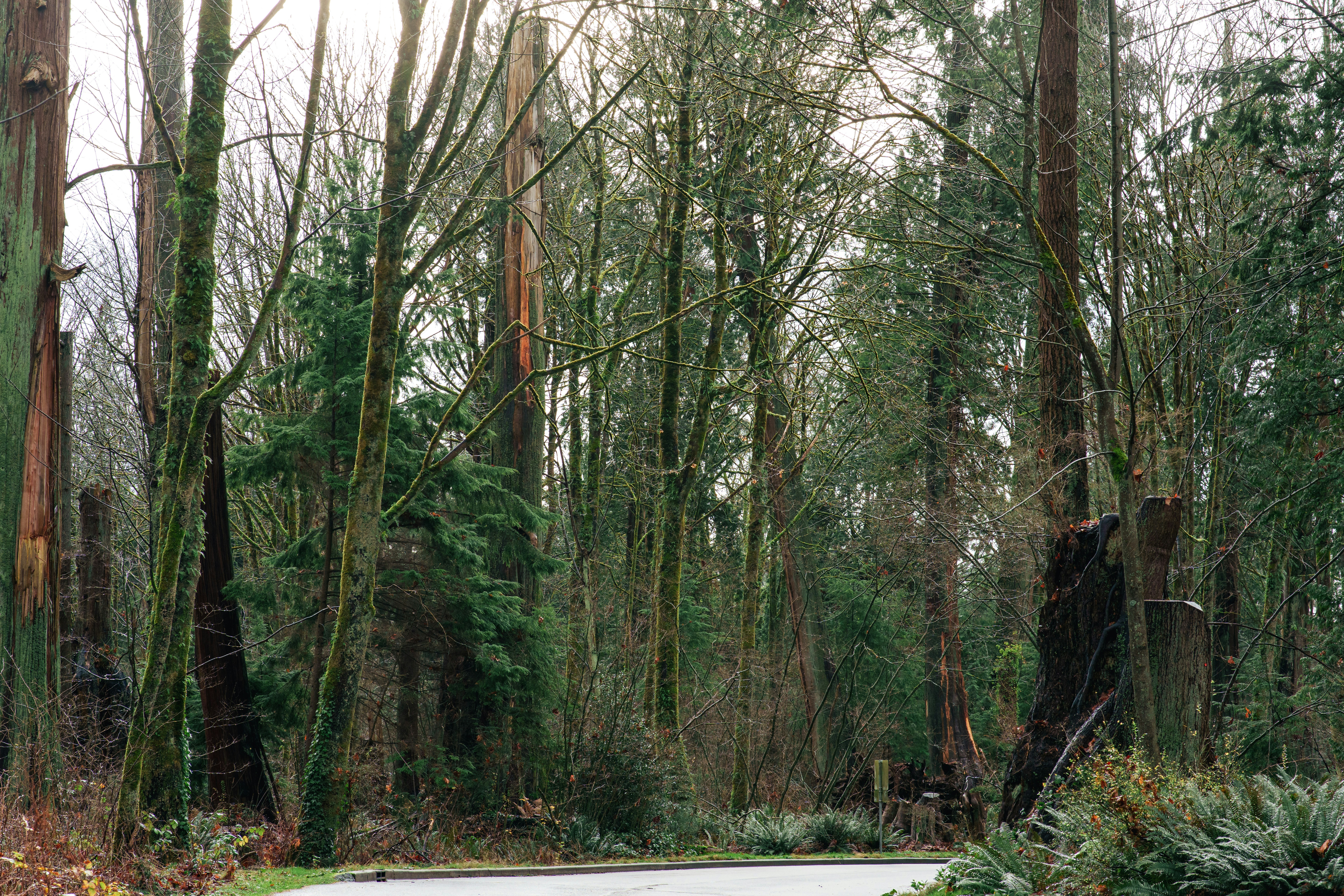 Tall trees line a winding road in a forest.