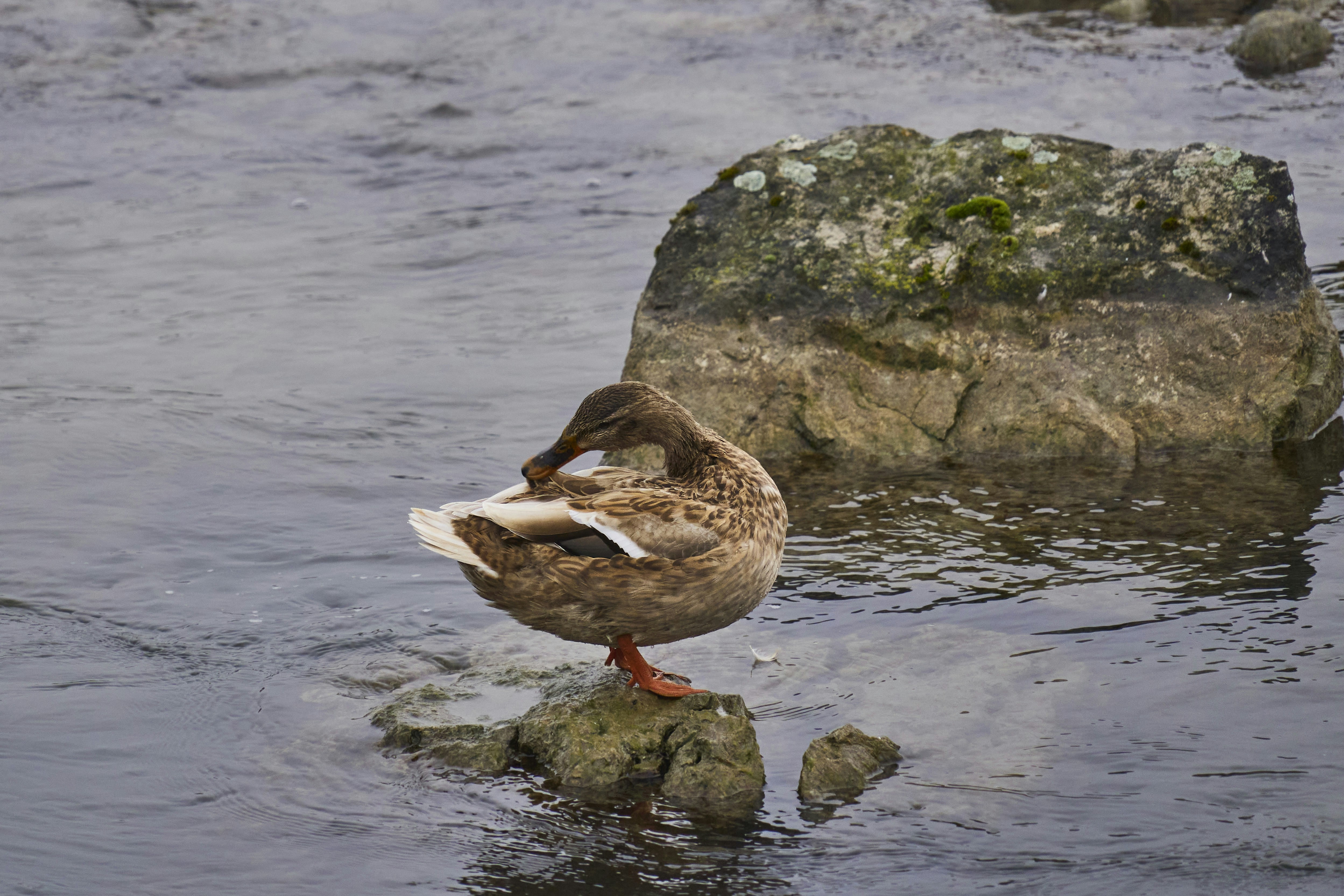 Photo by wolfgang_hasselmann