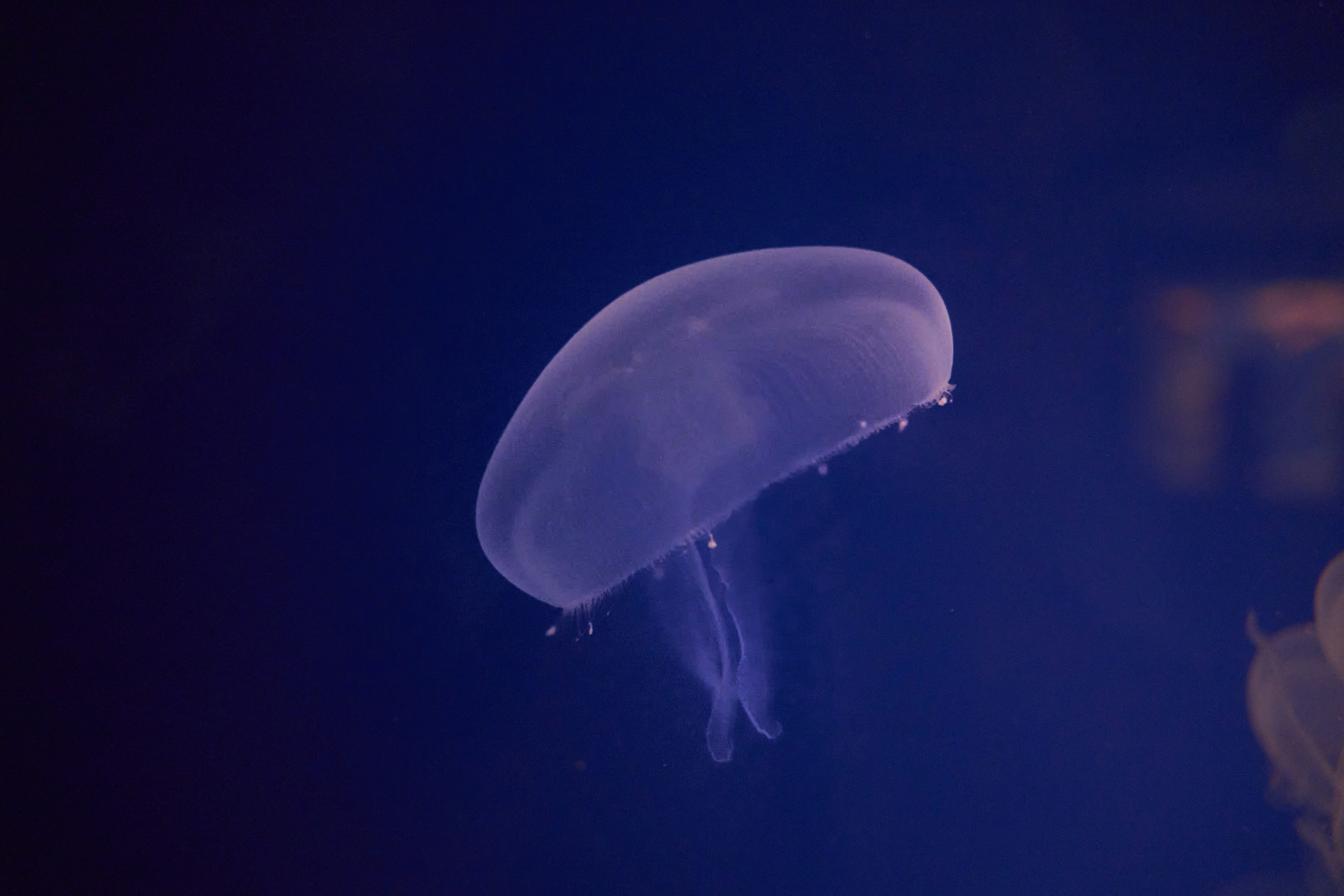 Photo by wolfgang_hasselmann