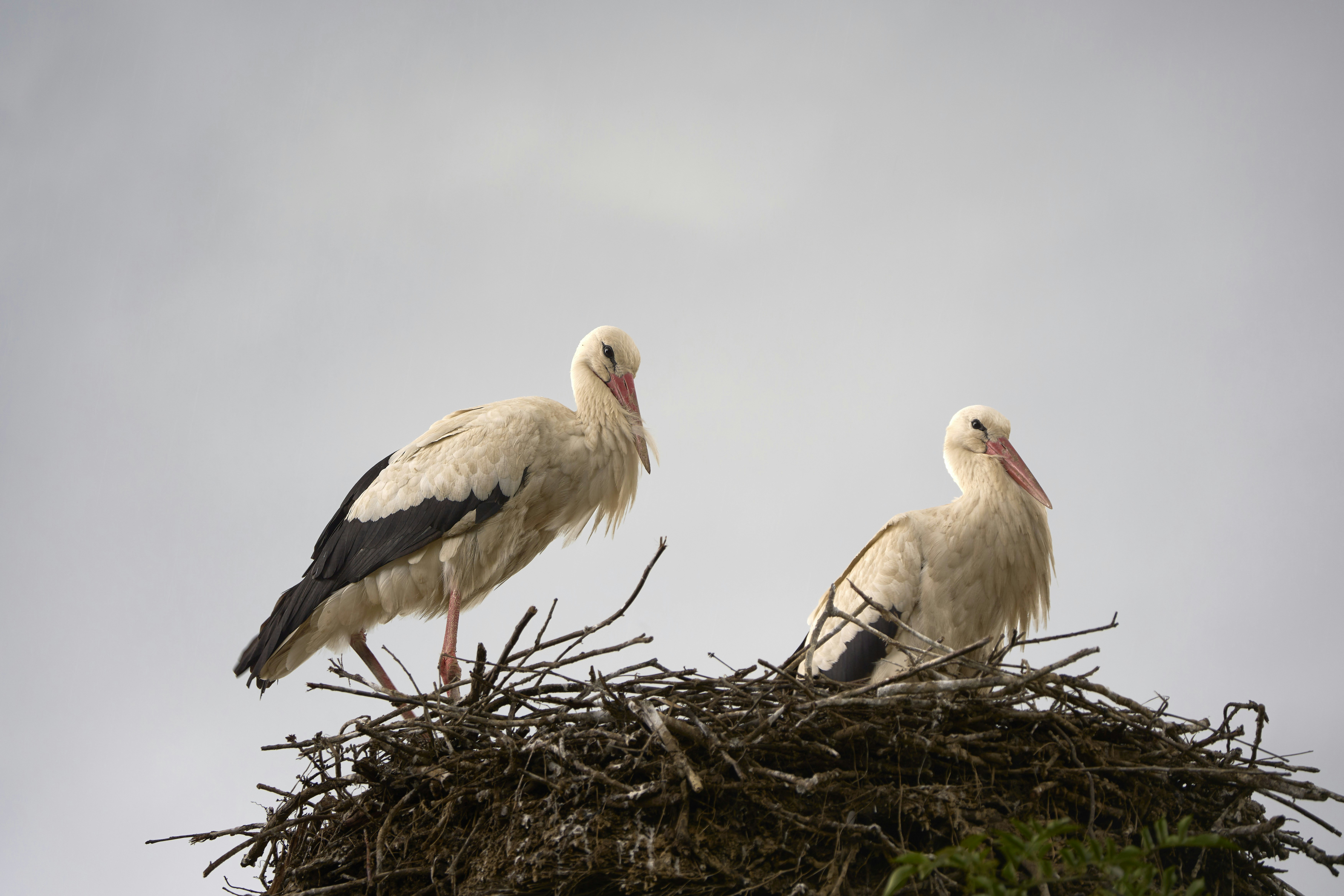 Photo by wolfgang_hasselmann