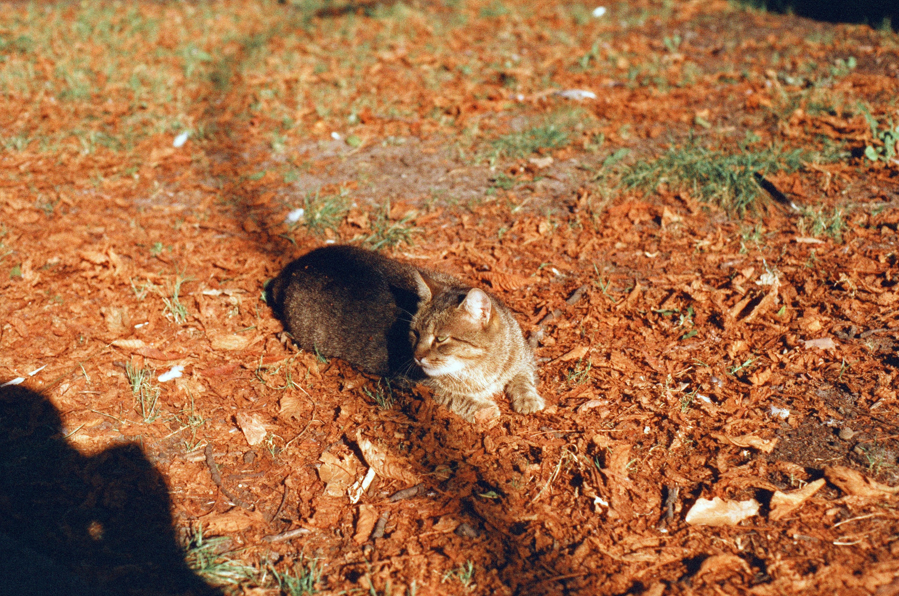 Photo of Savannah and Bengal kittens playing together